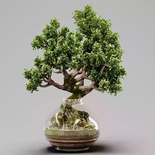 Bonsai Tree Indoor Plant 02