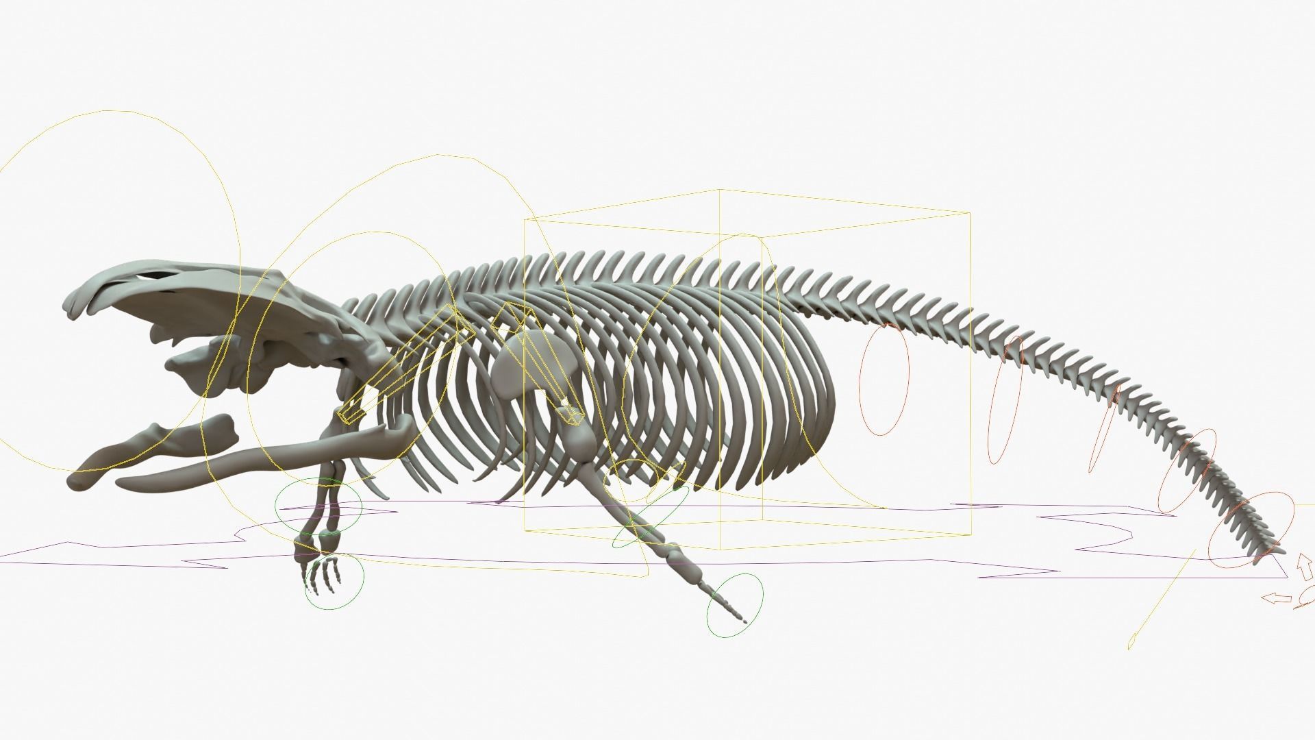 Gray Whale Rigged Skeleton Low-poly 3D model_13