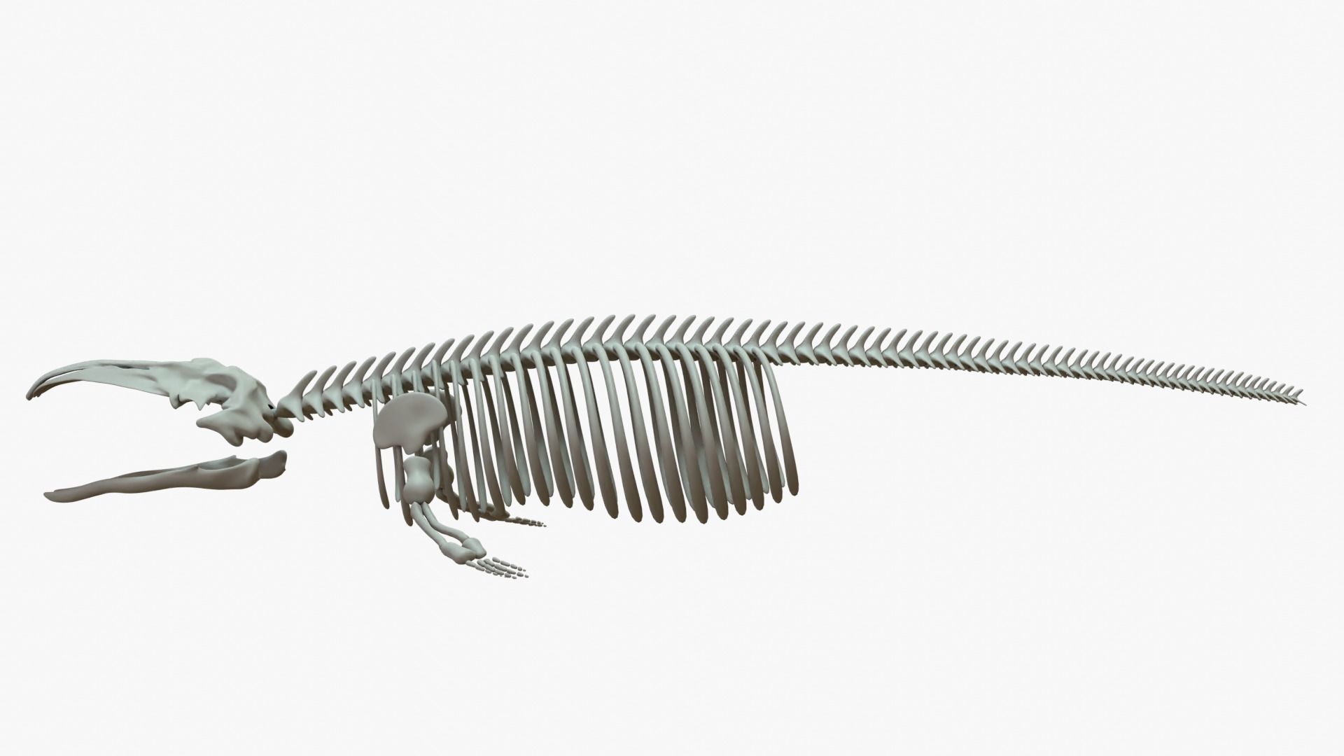 Gray Whale Rigged Skeleton Low-poly 3D model_2
