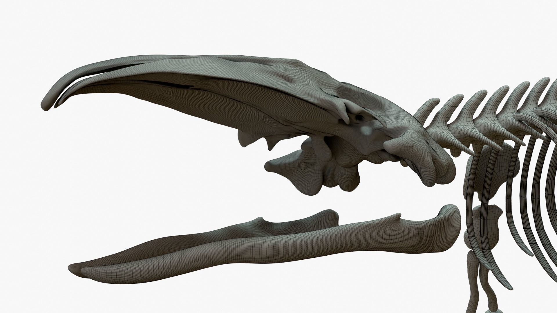 Gray Whale Rigged Skeleton Low-poly 3D model_10