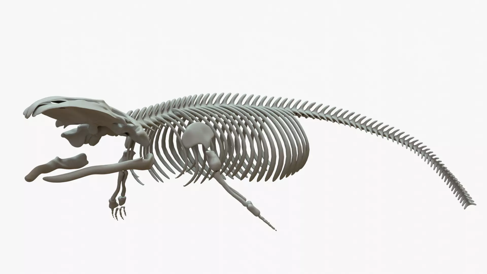 Gray Whale Rigged Skeleton Low-poly 3D model_0