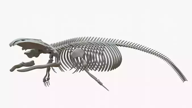 Gray Whale Rigged Skeleton Low-poly 3D model