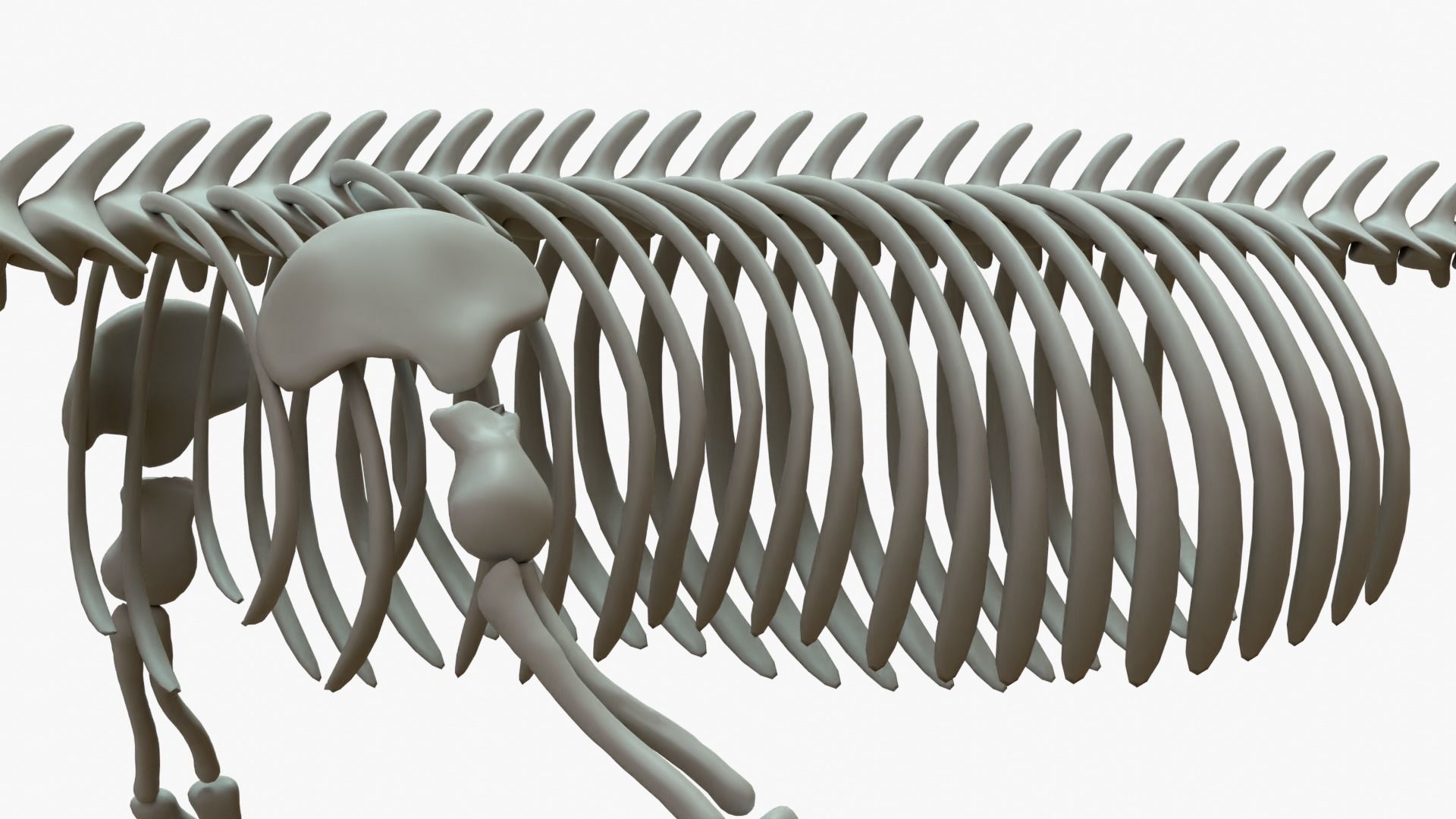 Gray Whale Rigged Skeleton Low-poly 3D model_6