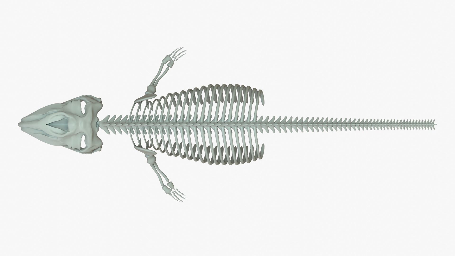 Gray Whale Rigged Skeleton Low-poly 3D model_1