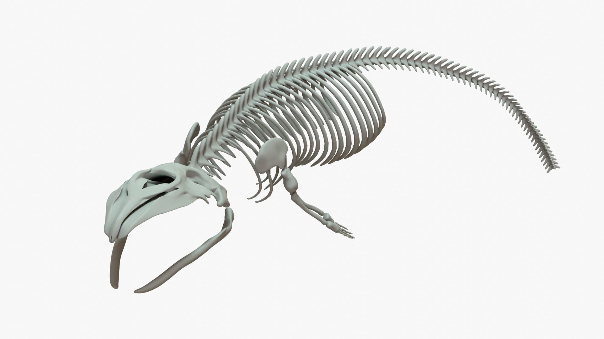 Gray Whale Rigged Skeleton Low-poly 3D model_8