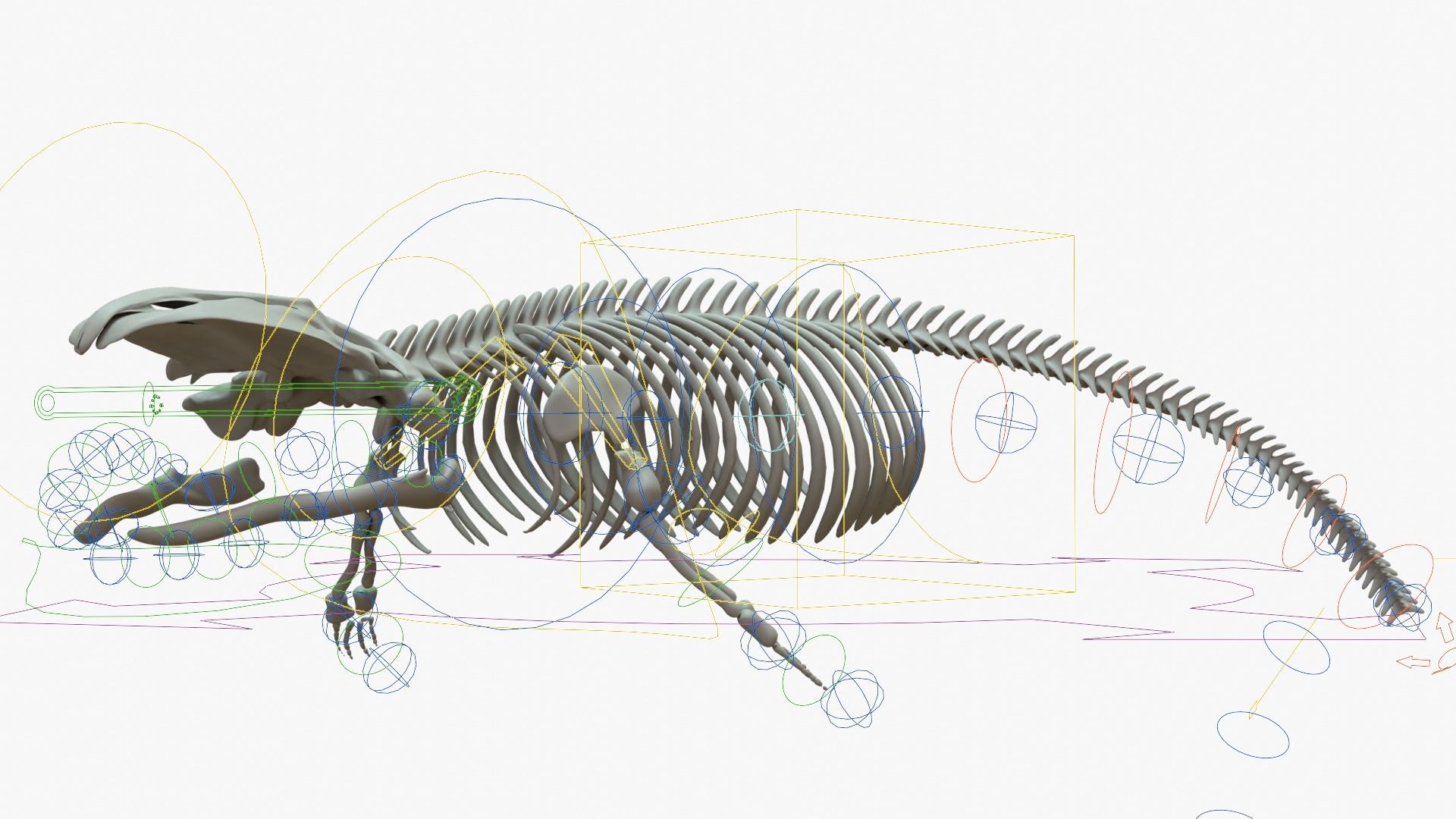 Gray Whale Rigged Skeleton Low-poly 3D model_12