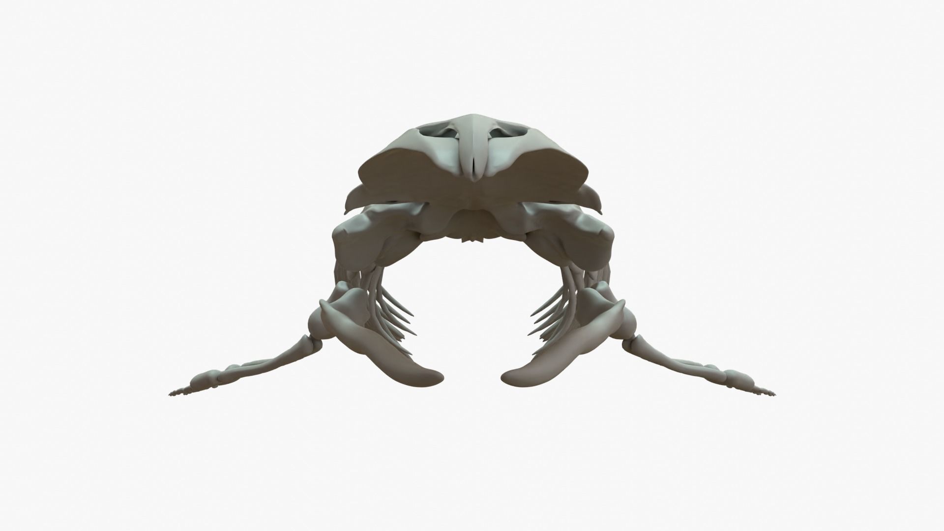 Gray Whale Rigged Skeleton Low-poly 3D model_3
