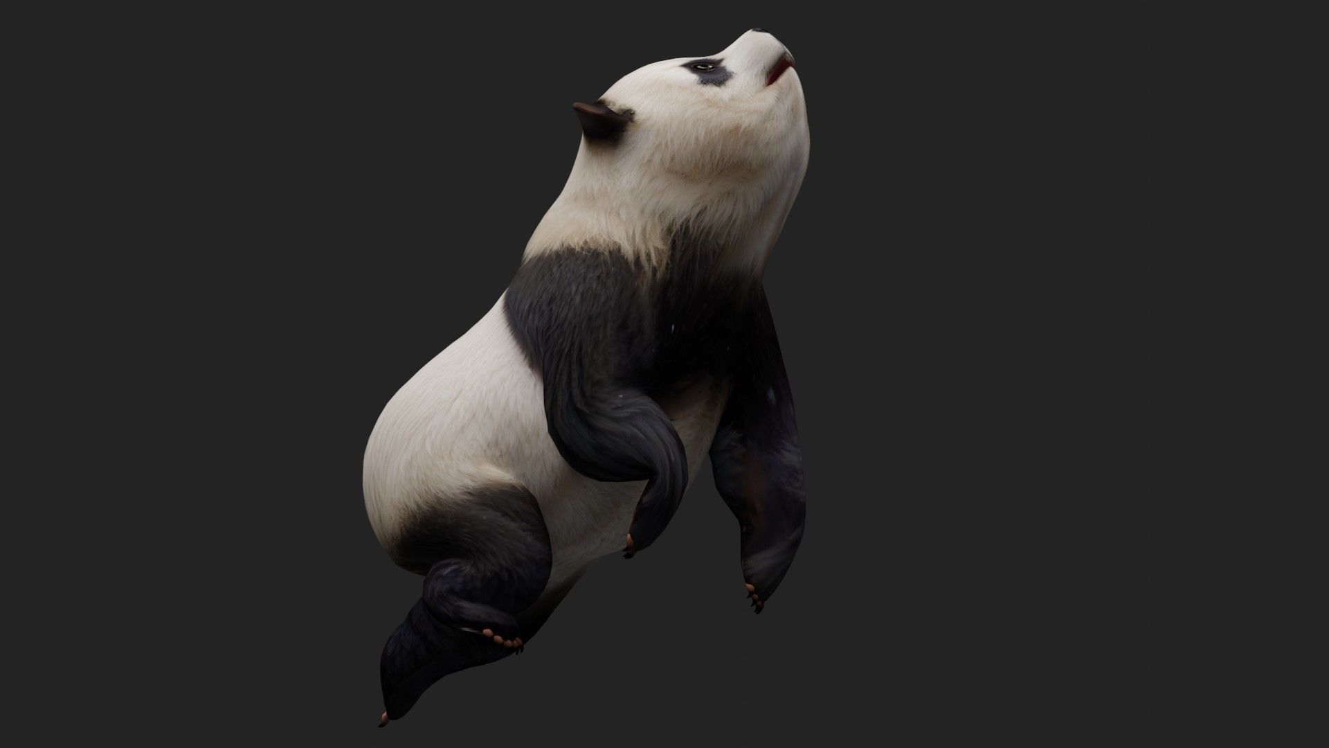 Panda A2 3D model_8