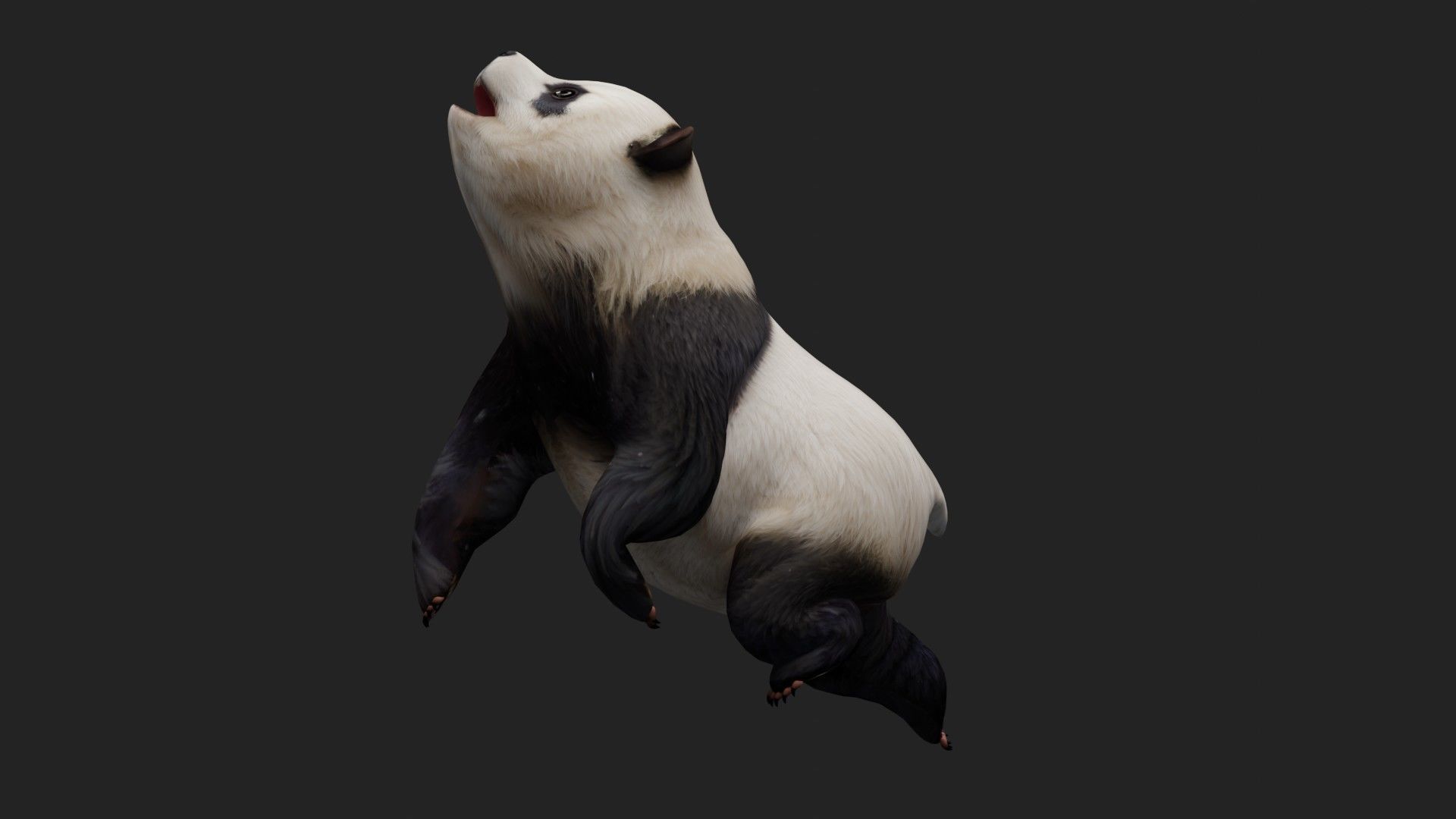 Panda A2 3D model_6