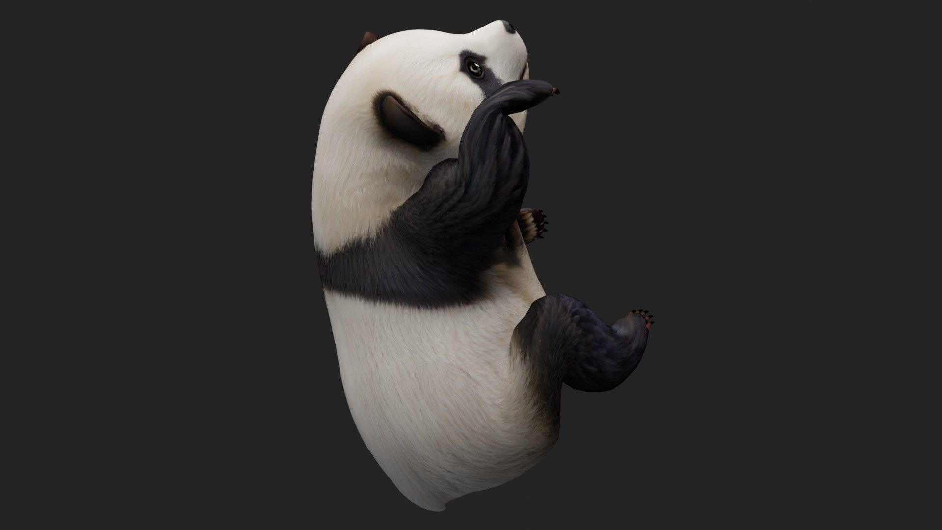 Panda A2 3D model_12