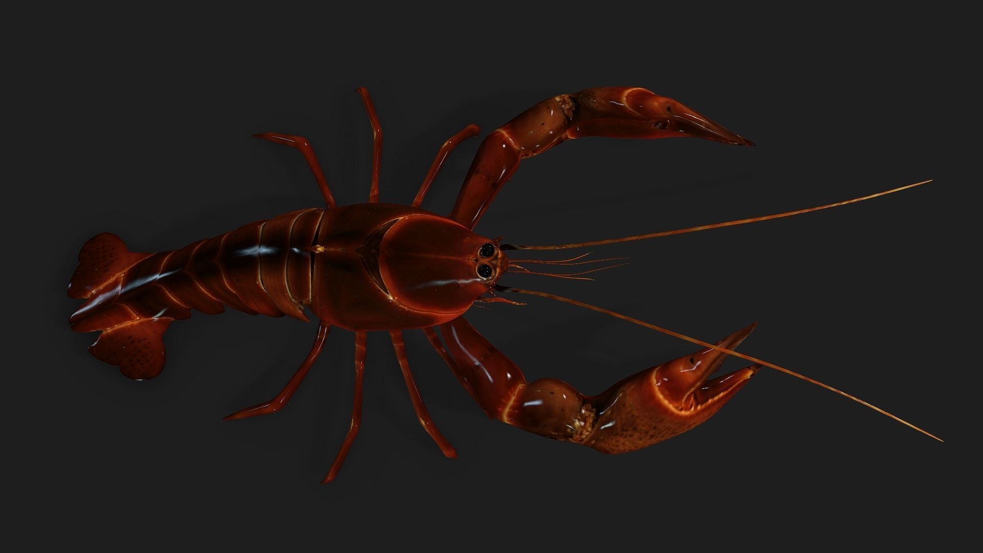 Lobster A1 3D model_2