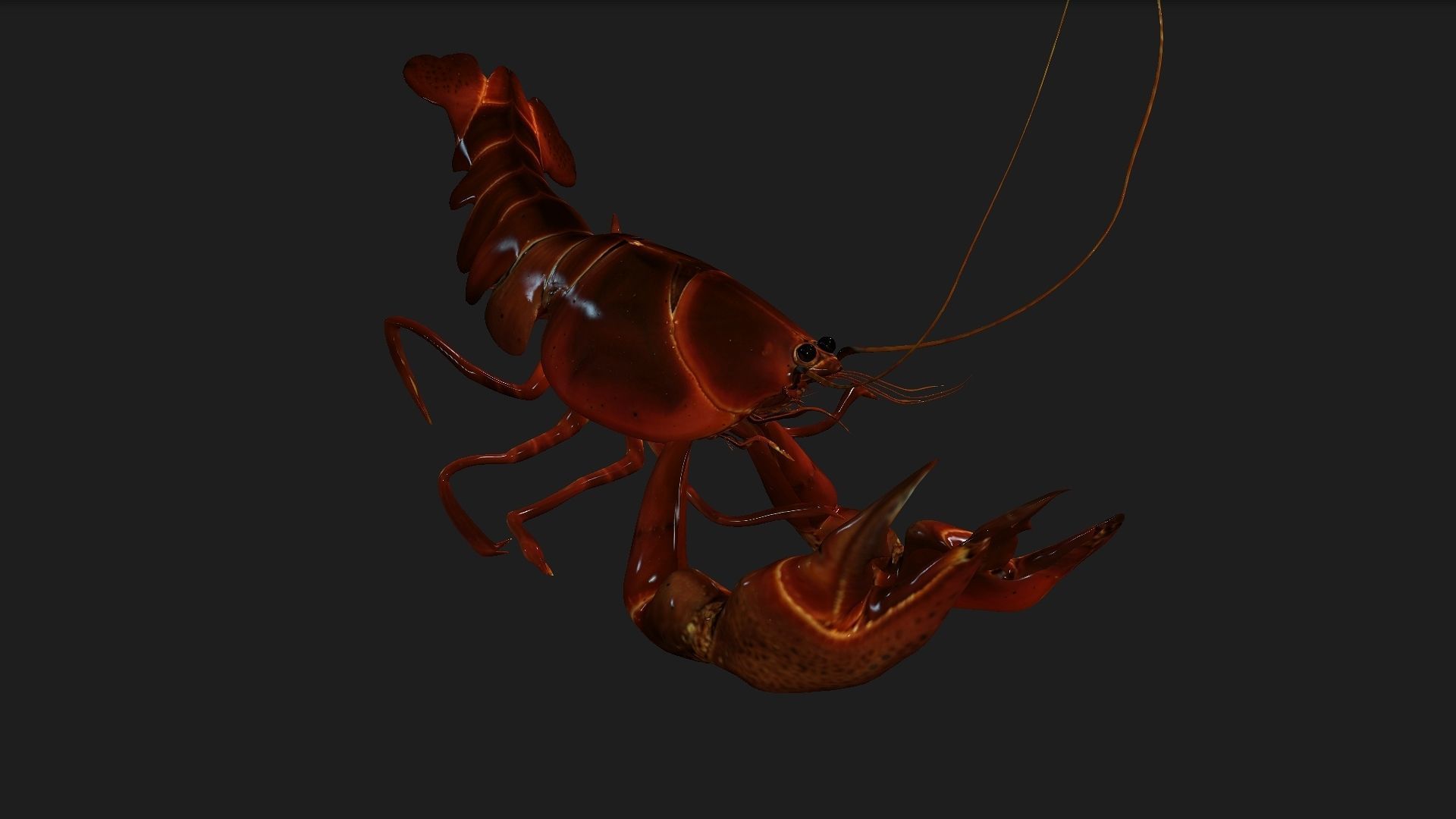 Lobster A1 3D model_3