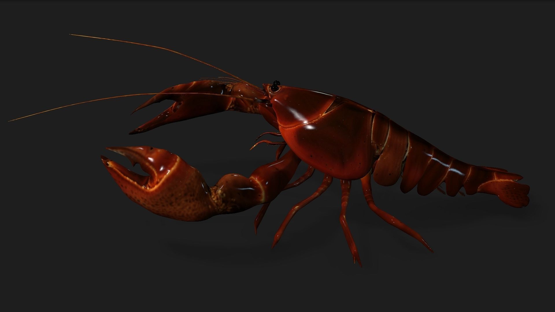 Lobster A1 3D model_9