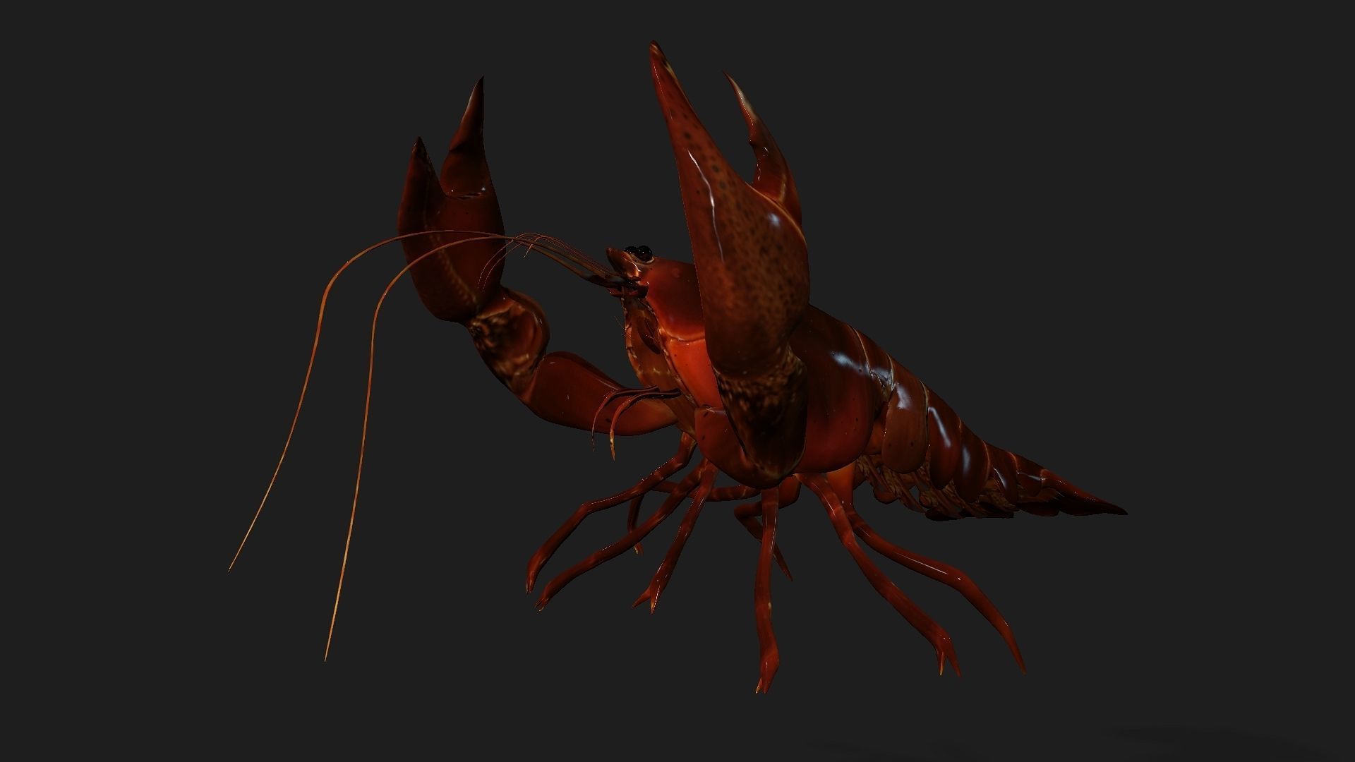 Lobster A1 3D model_10