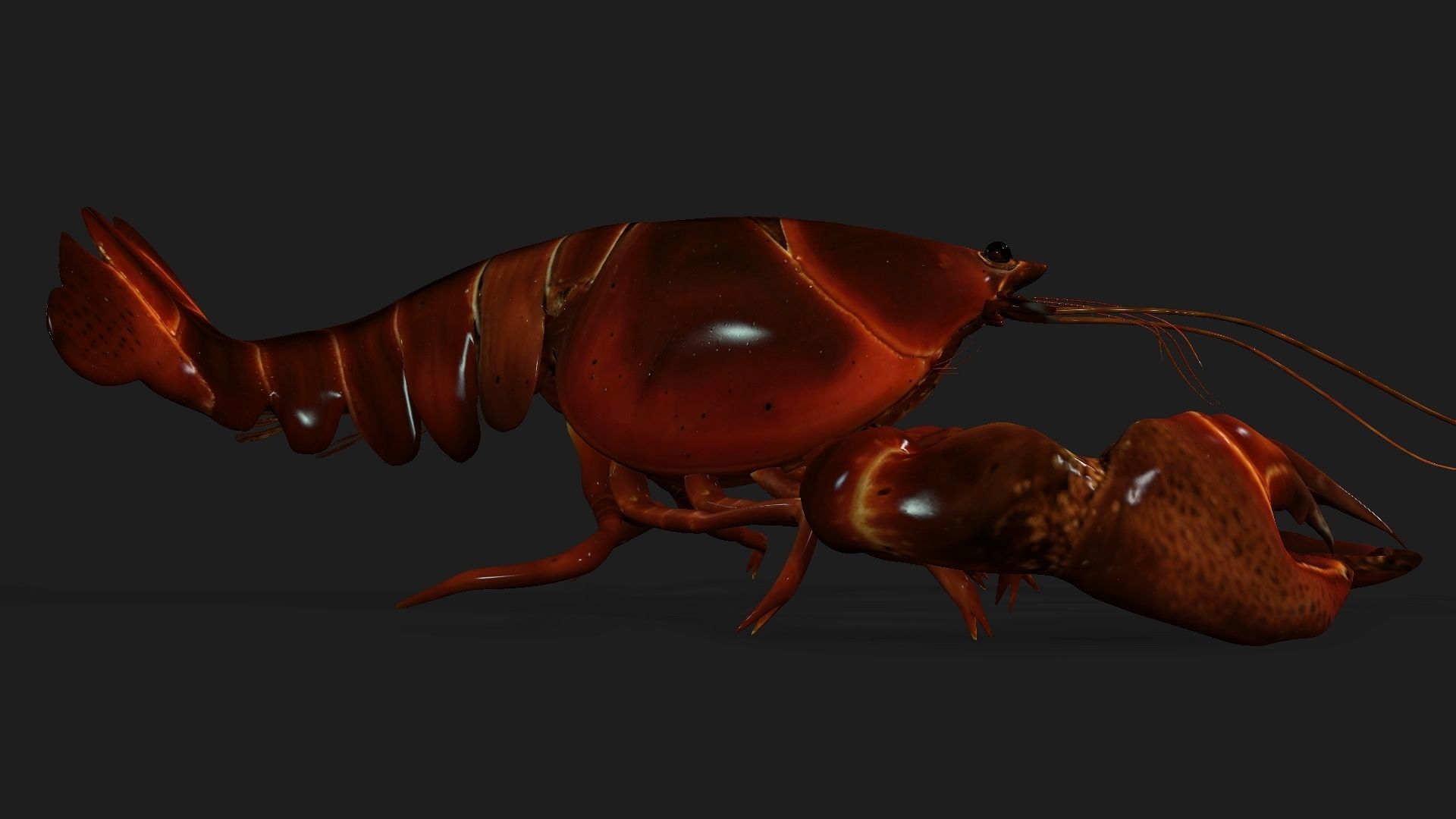 Lobster A1 3D model_13