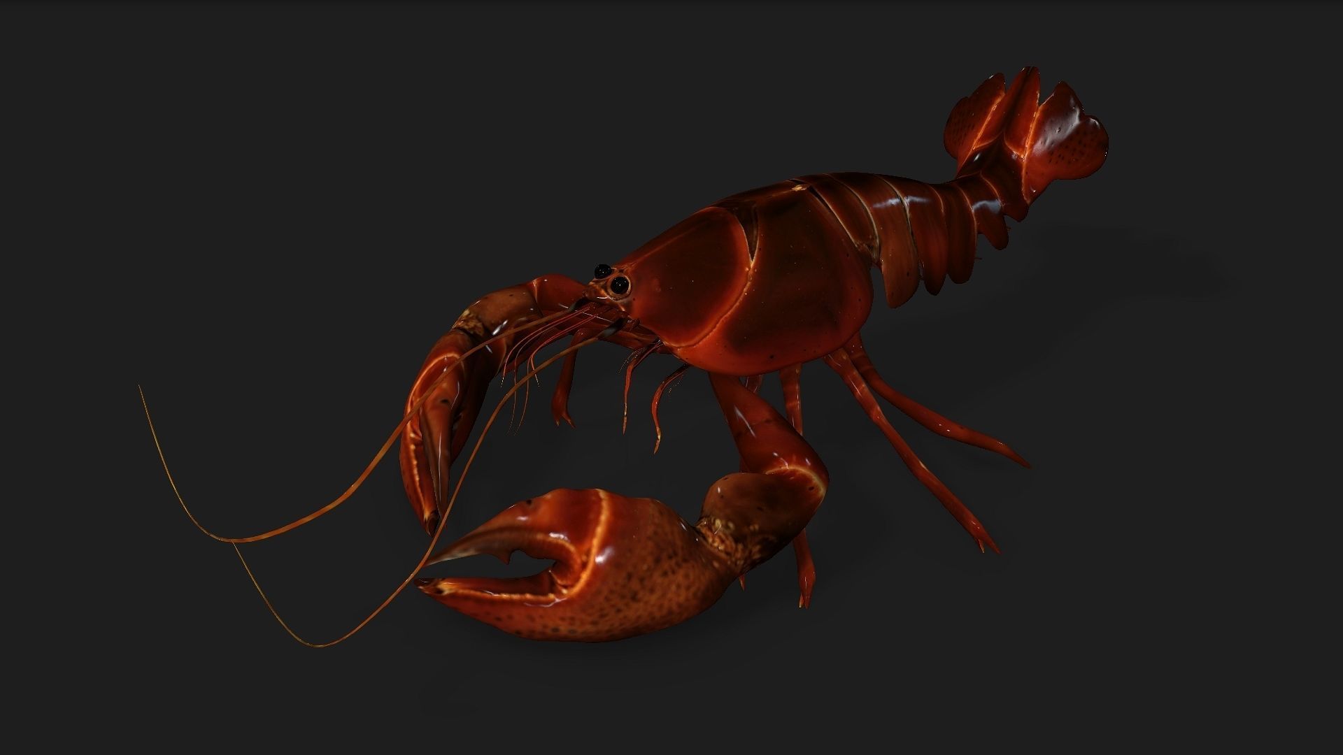 Lobster A1 3D model_11