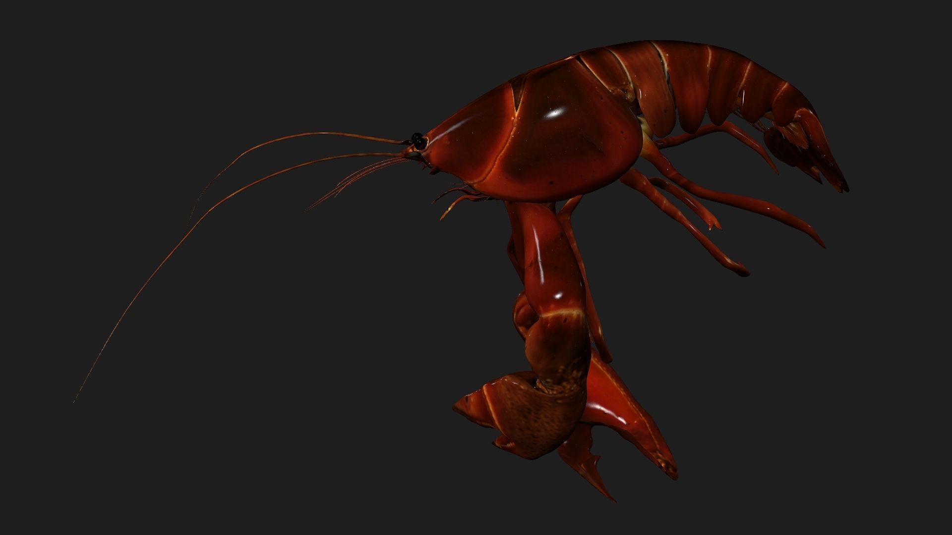 Lobster A1 3D model_4