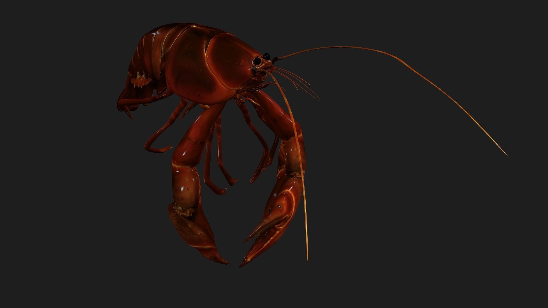 Lobster A1 3D model_5