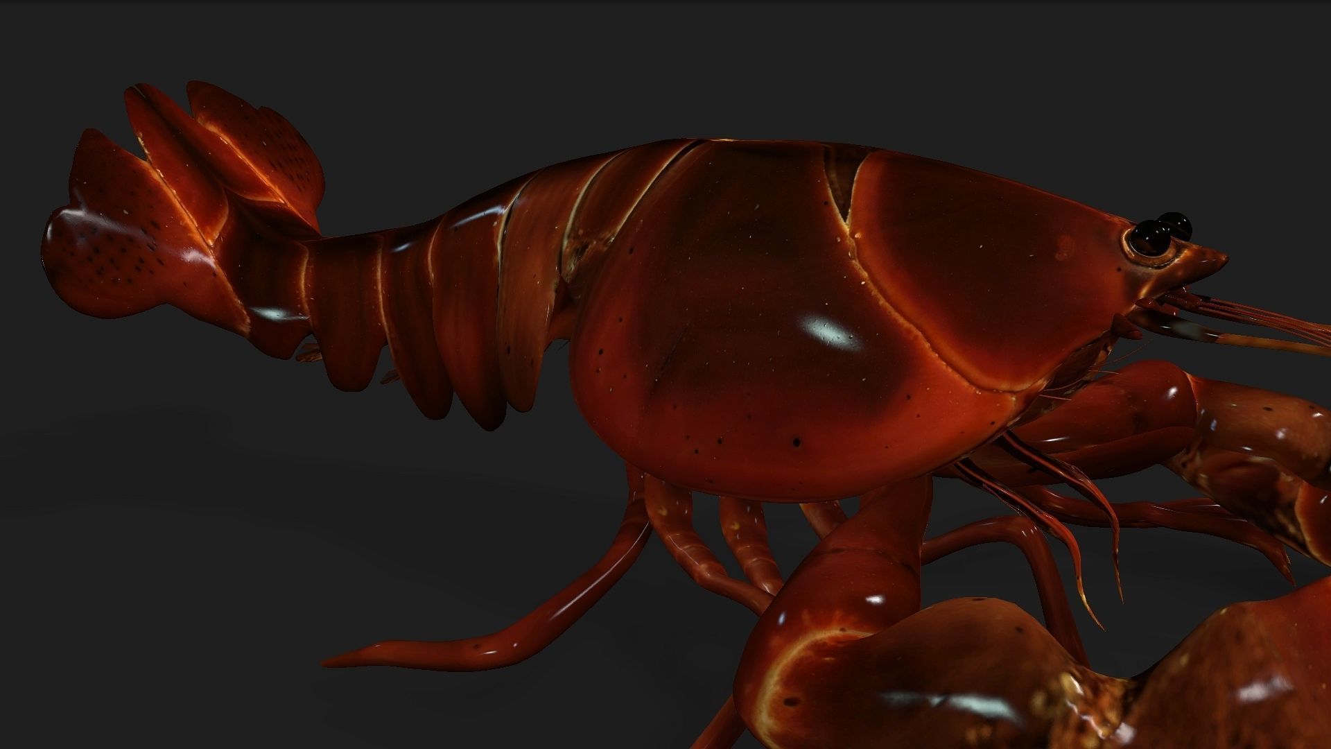 Lobster A1 3D model_12