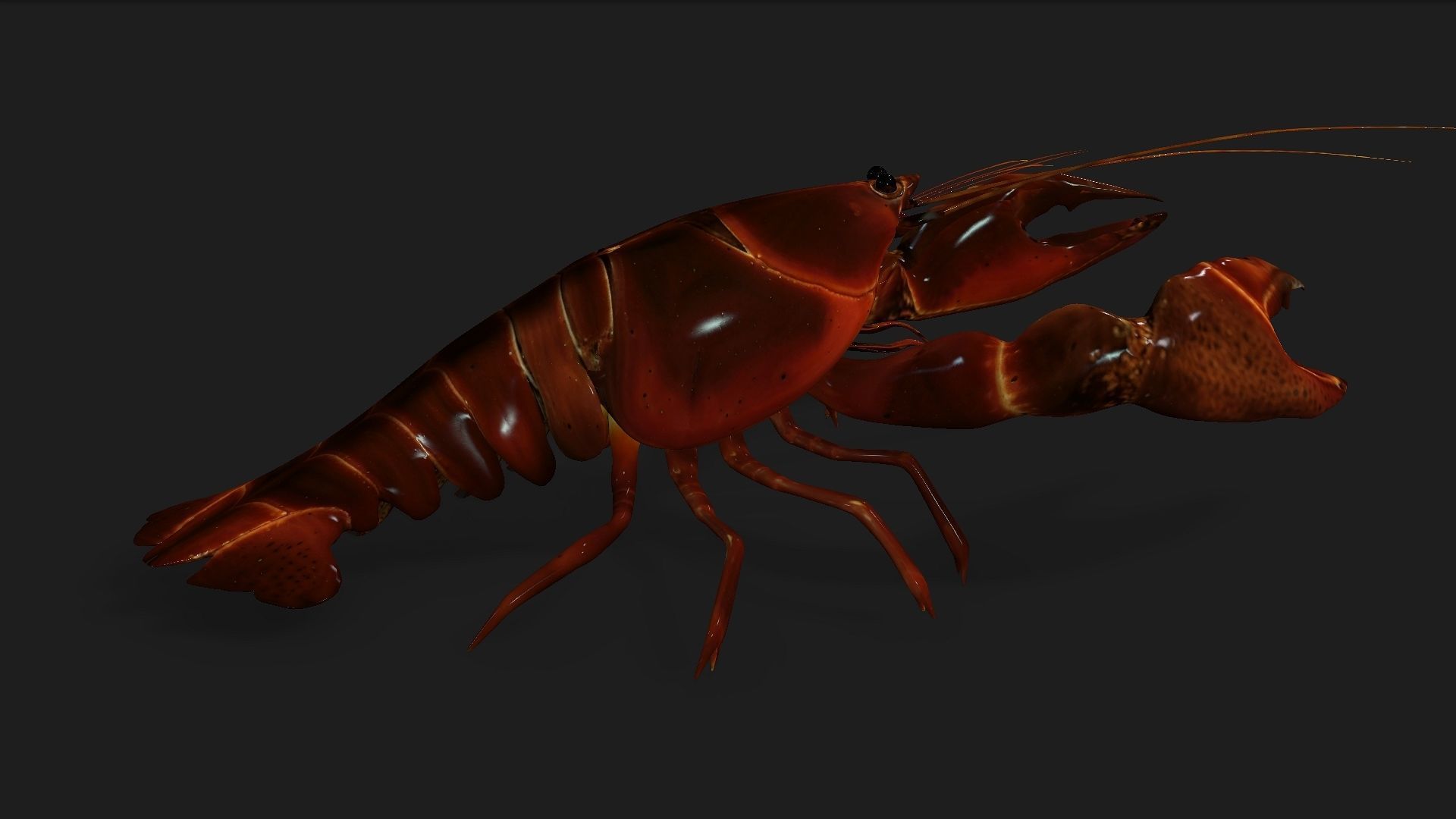 Lobster A1 3D model_6