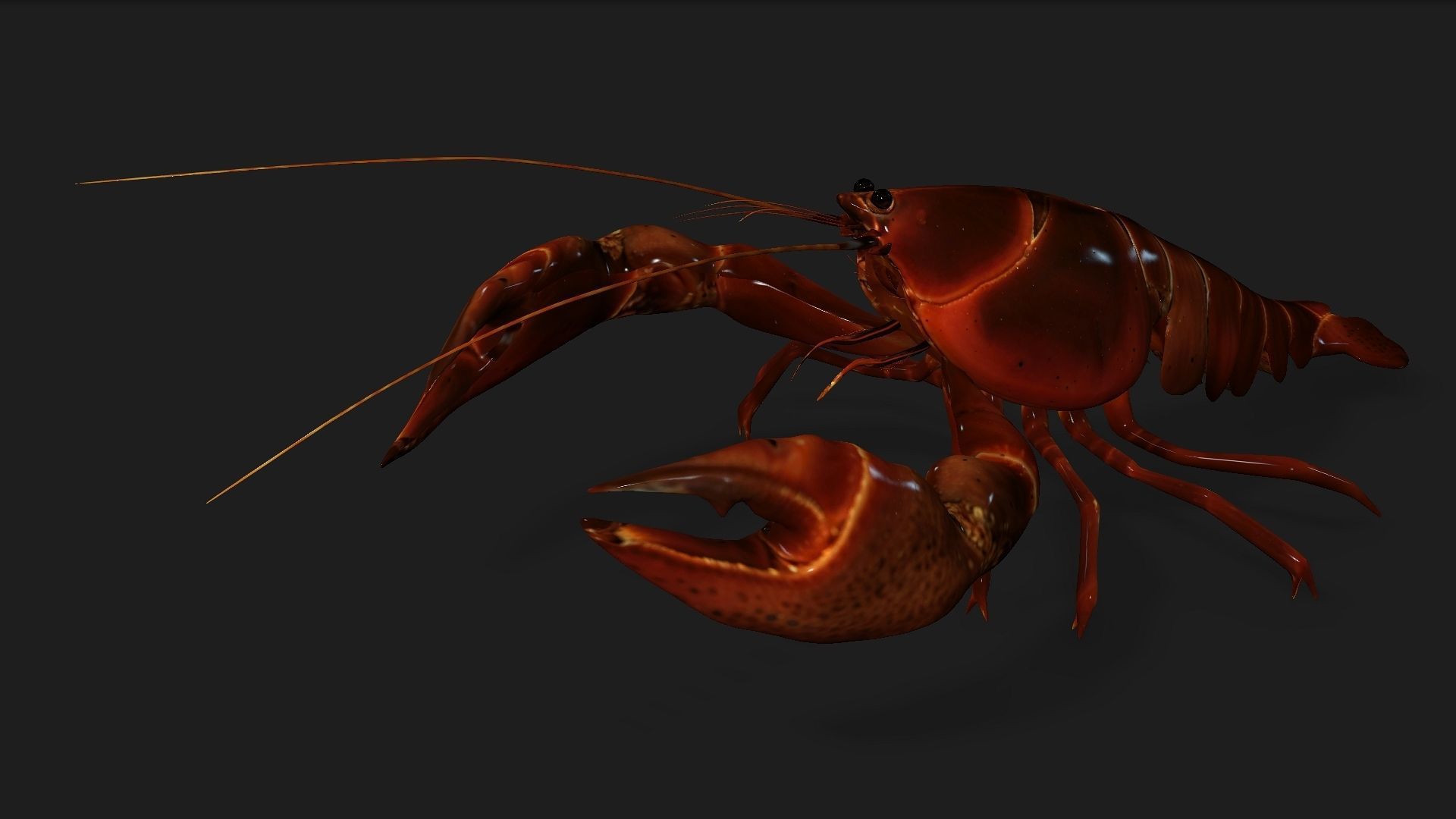 Lobster A1 3D model_8
