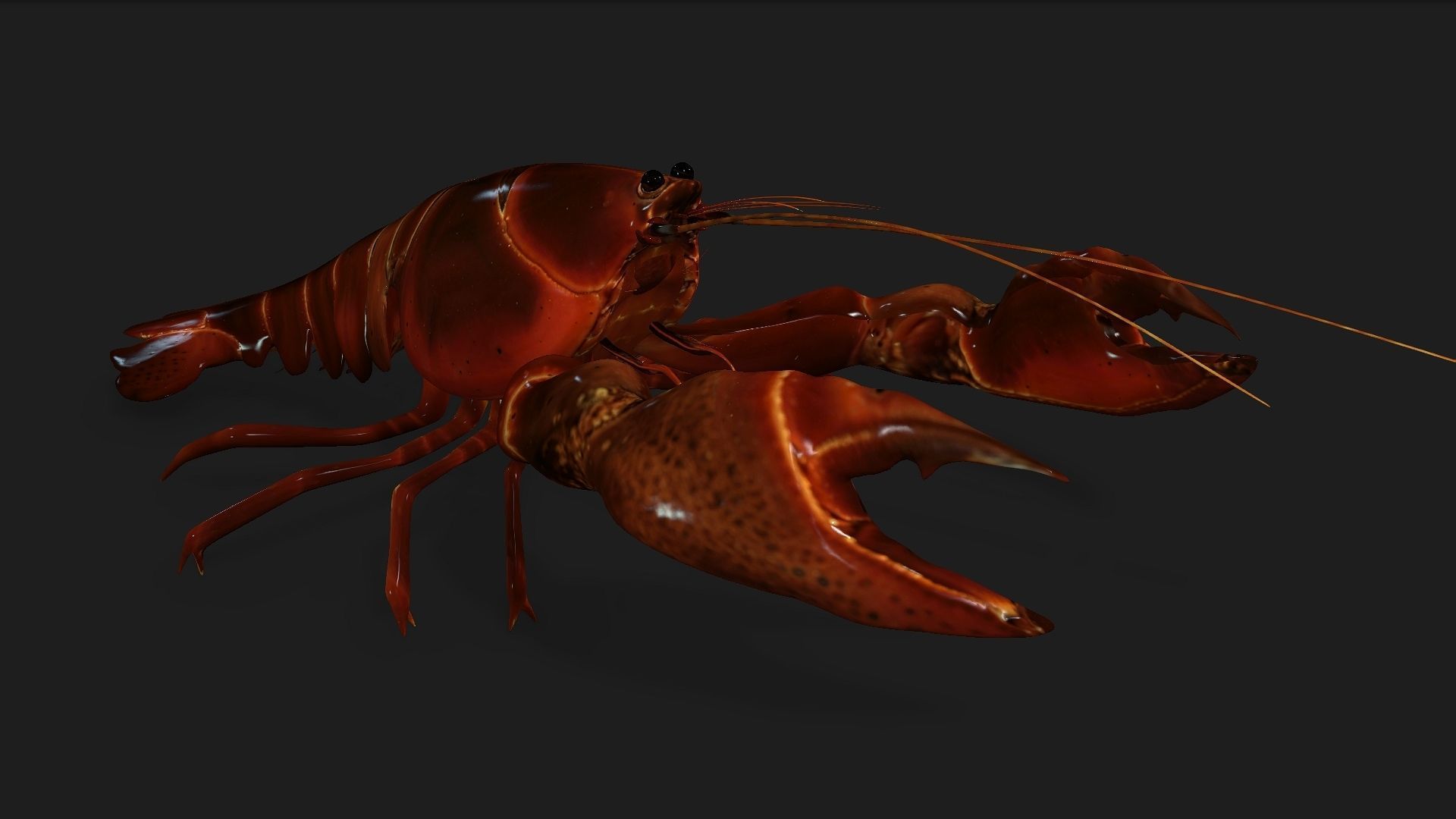 Lobster A1 3D model_7