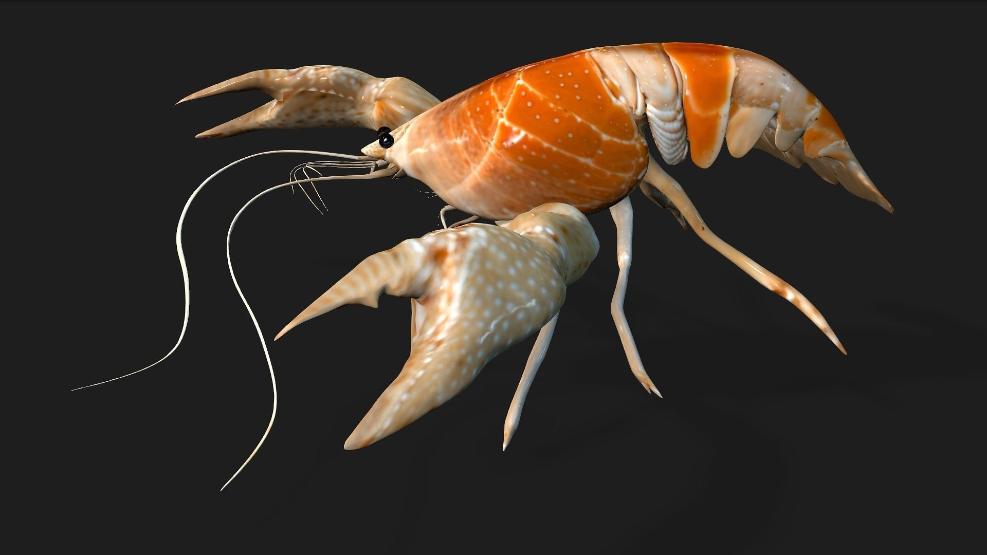 Lobster A2 3D model_12