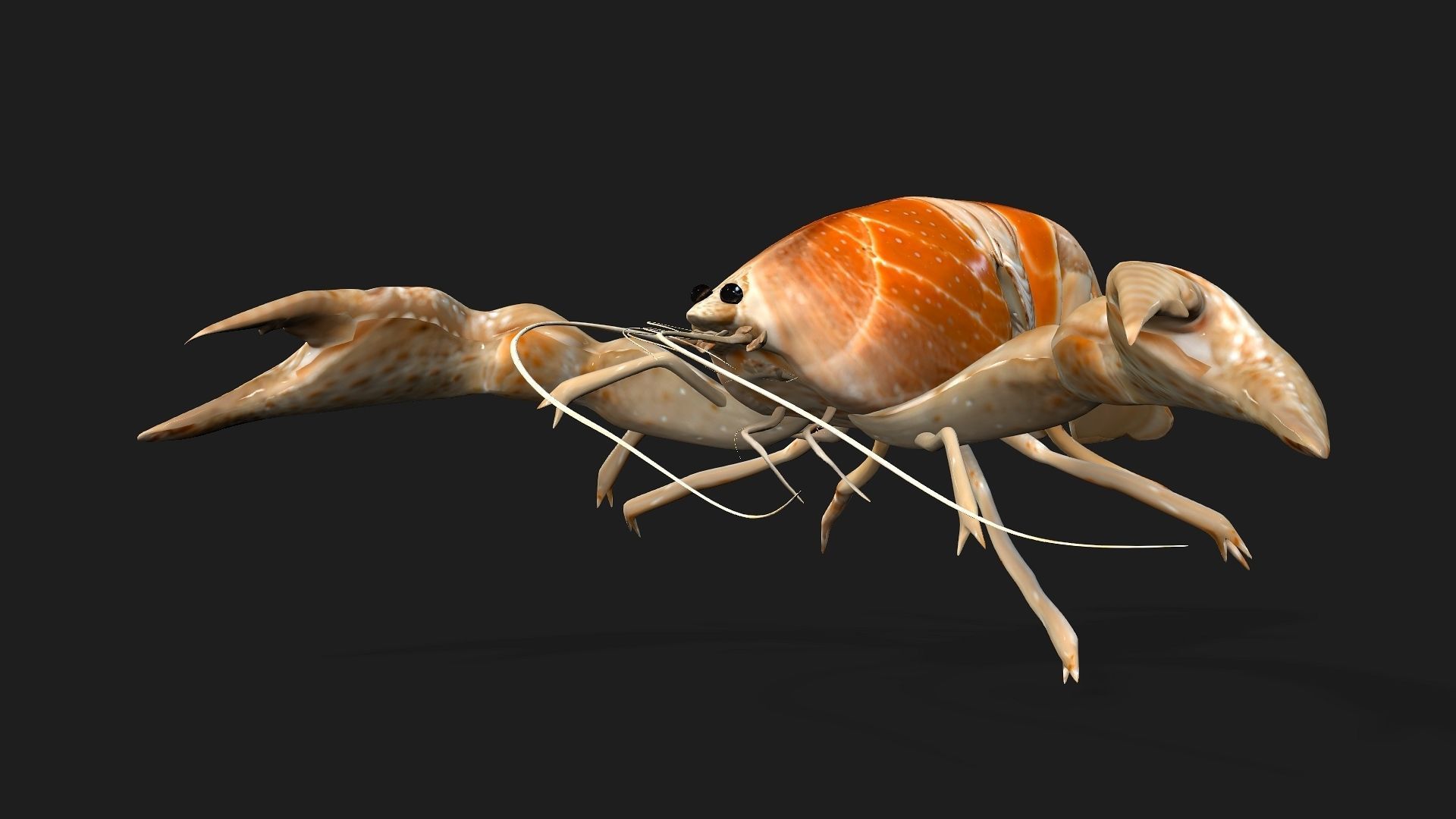 Lobster A2 3D model_13