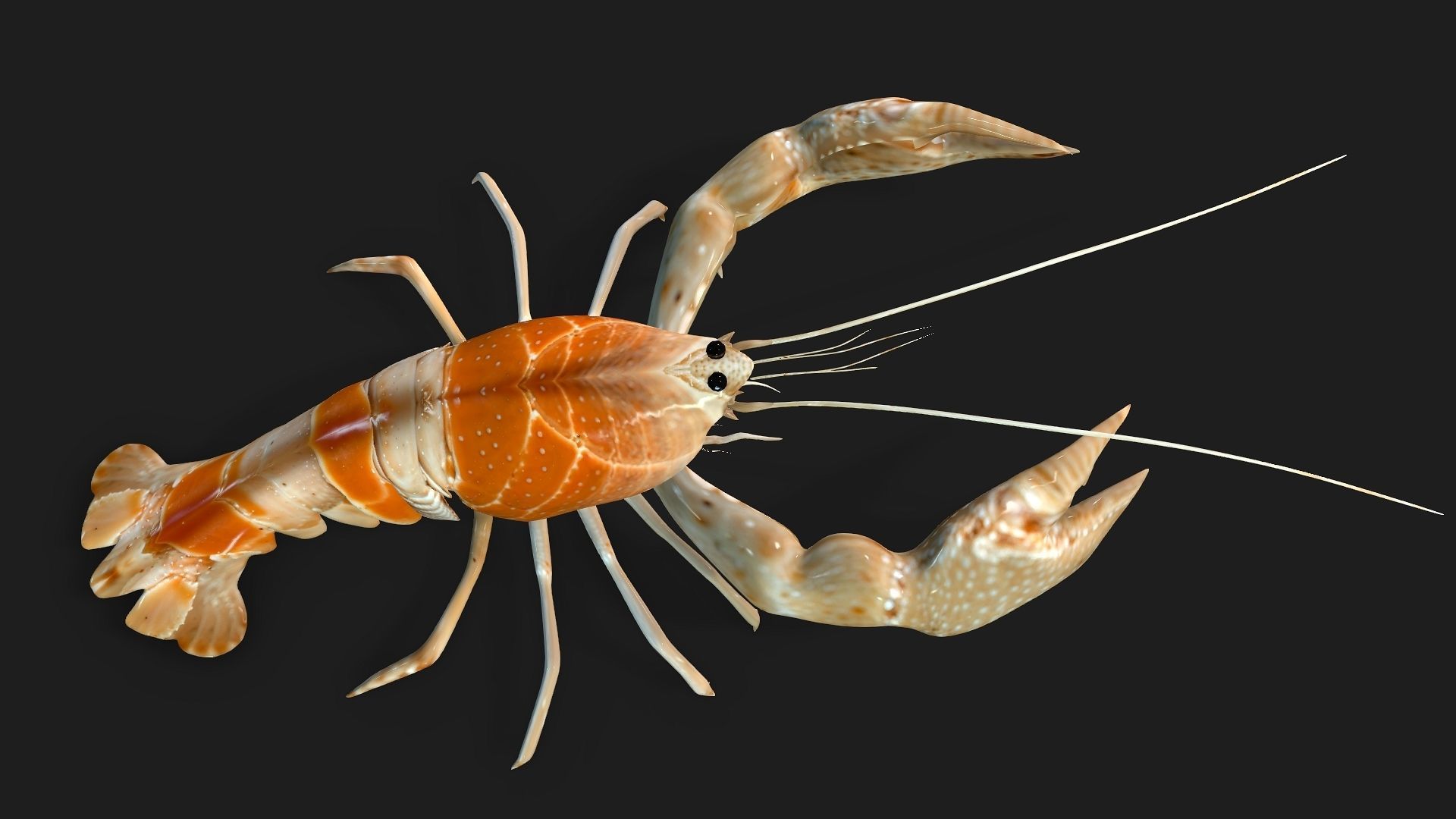 Lobster A2 3D model_2