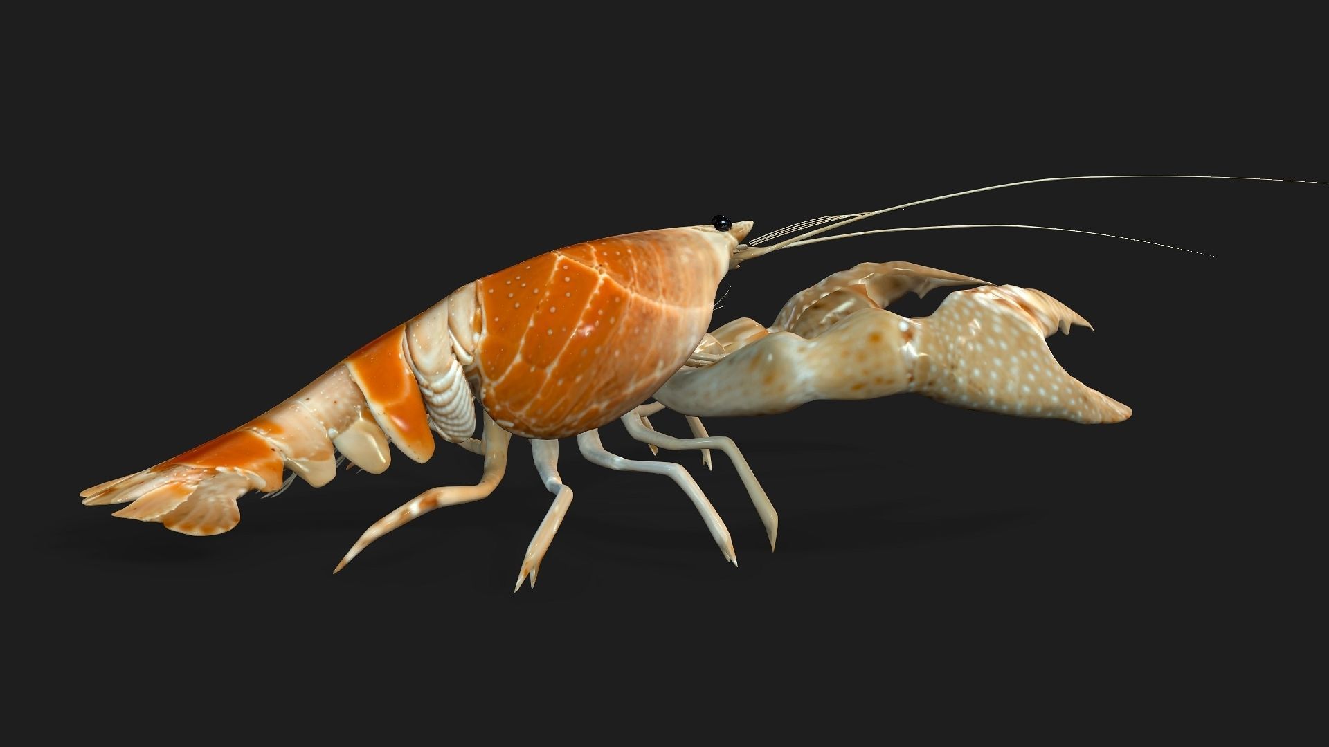 Lobster A2 3D model_6