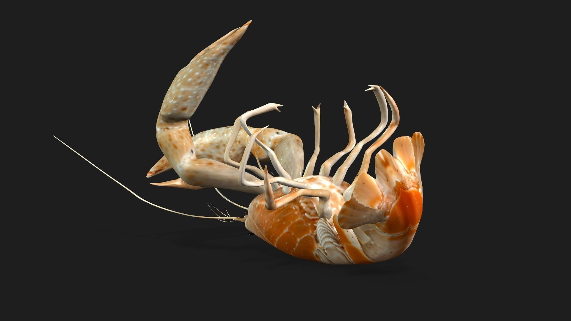 Lobster A2 3D model_4