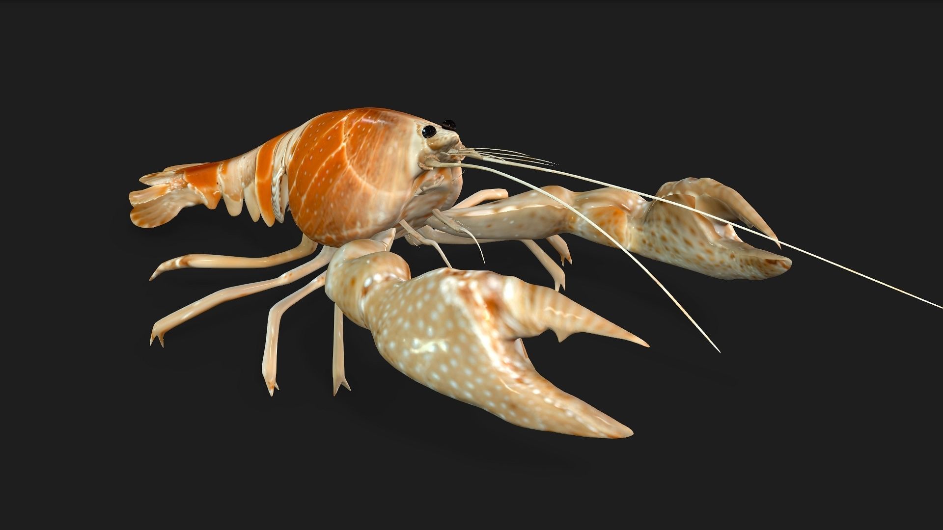 Lobster A2 3D model_7