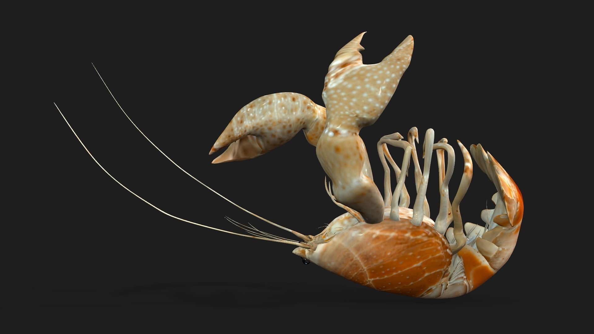 Lobster A2 3D model_3