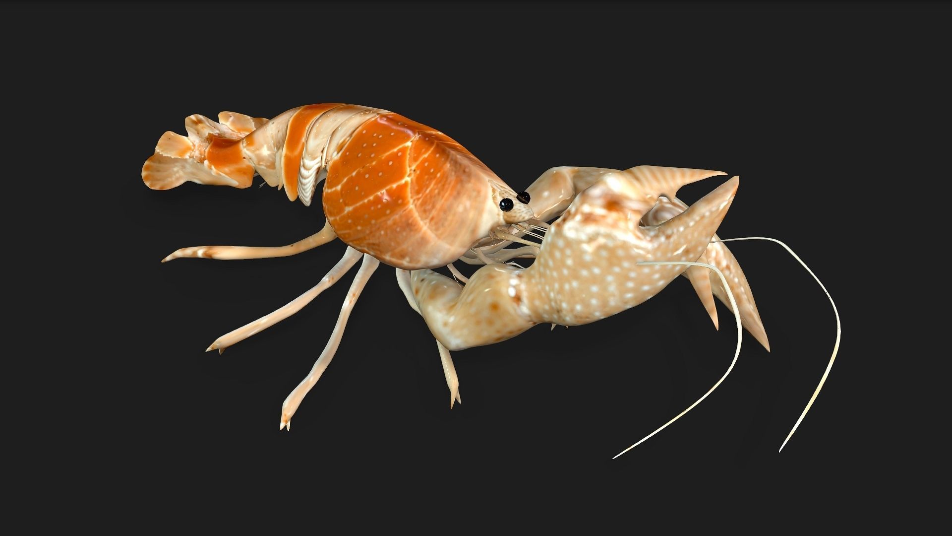 Lobster A2 3D model_10