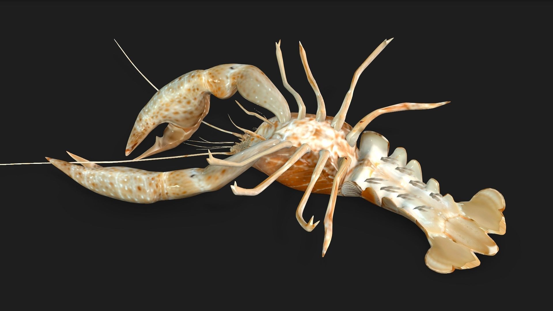 Lobster A2 3D model_5