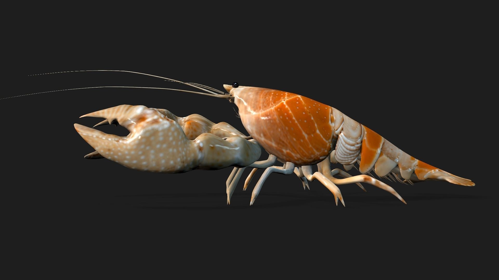 Lobster A2 3D model_9