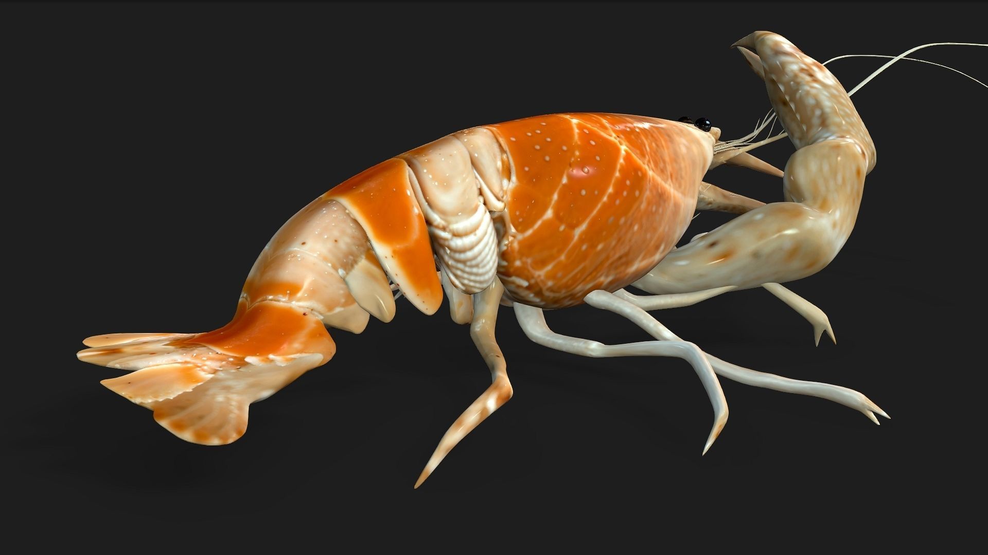 Lobster A2 3D model_11