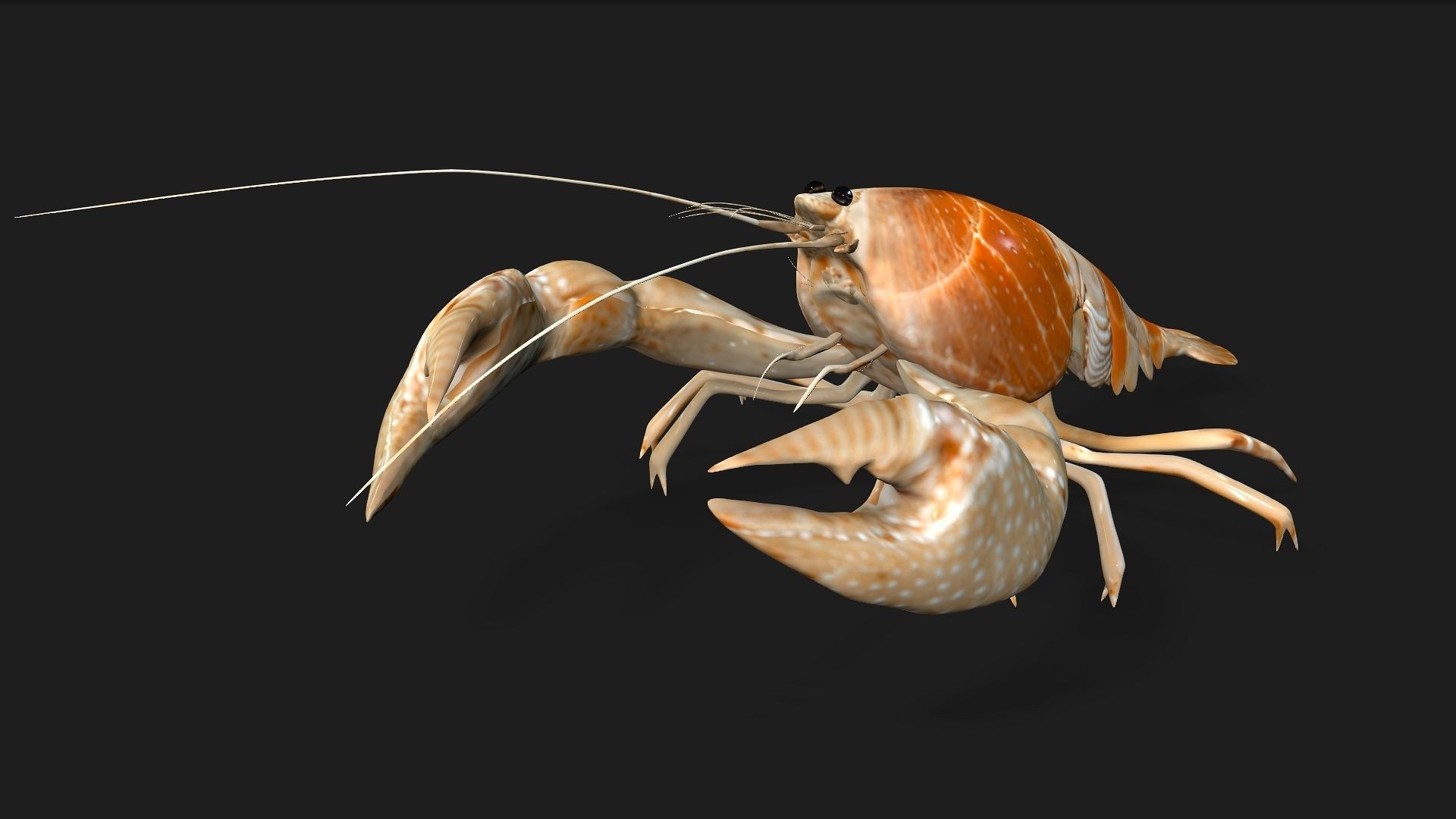 Lobster A2 3D model_8
