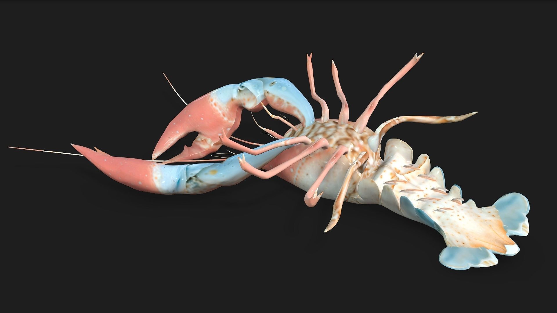 Lobster A3 3D model_4