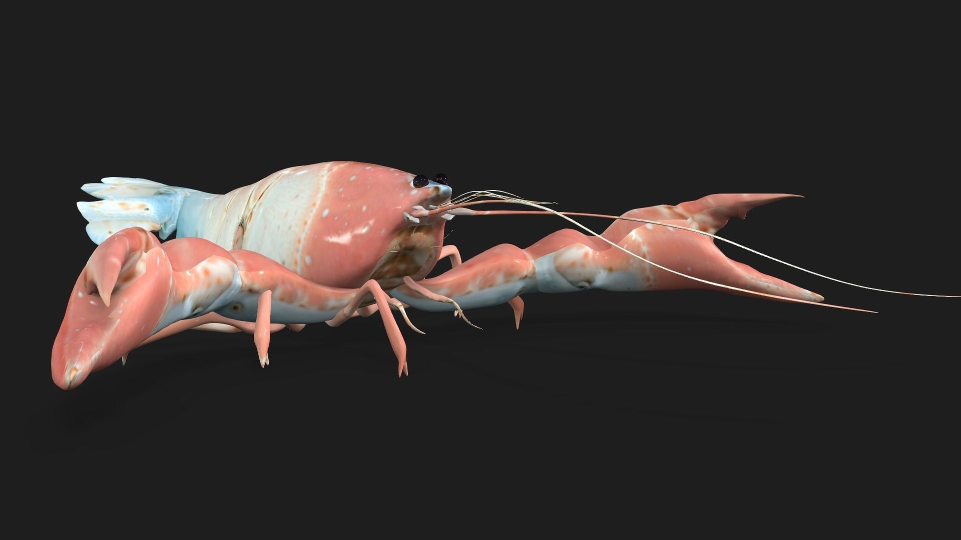 Lobster A3 3D model_10
