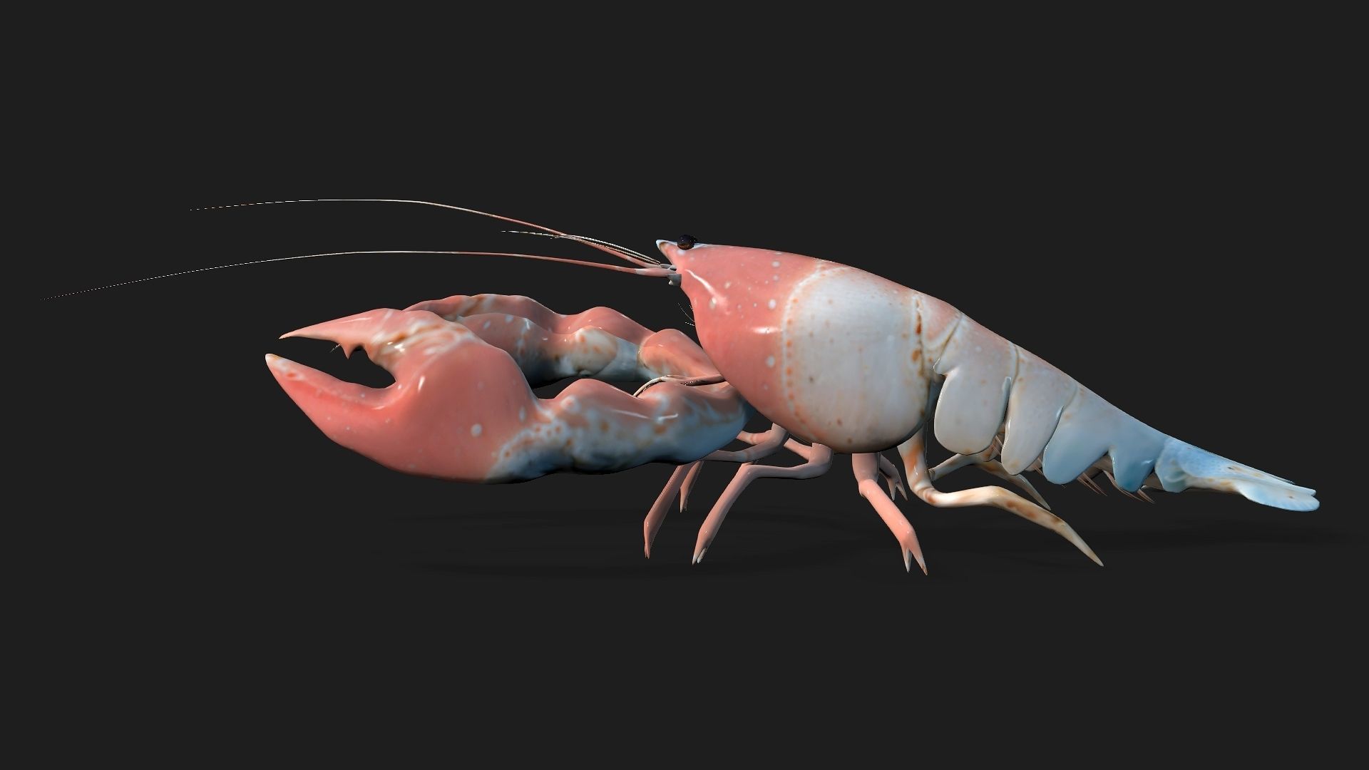 Lobster A3 3D model_9