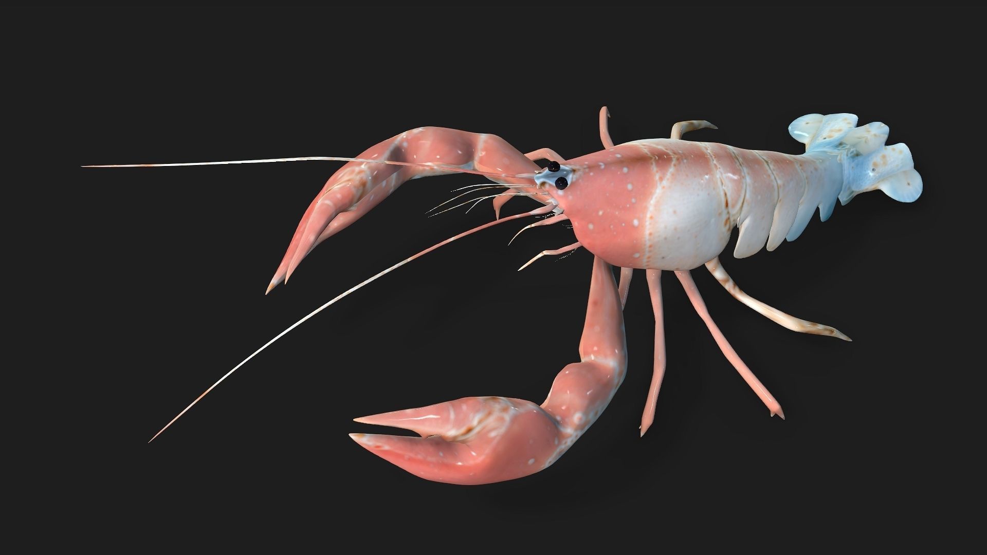 Lobster A3 3D model_8