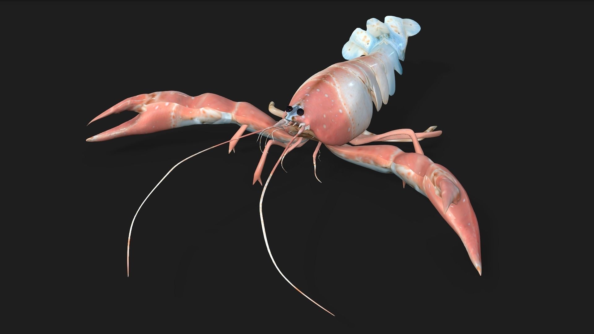 Lobster A3 3D model_11