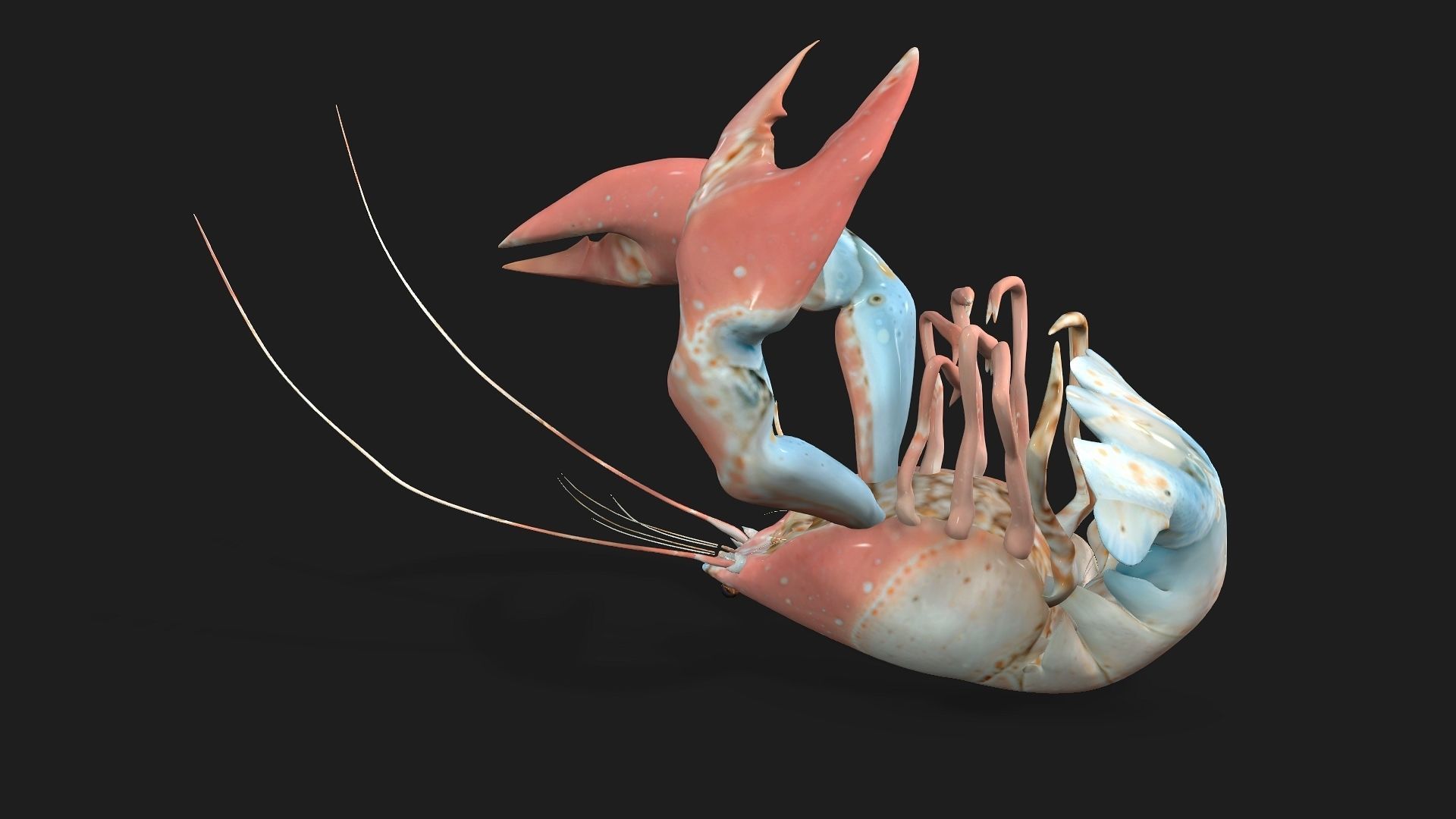Lobster A3 3D model_3