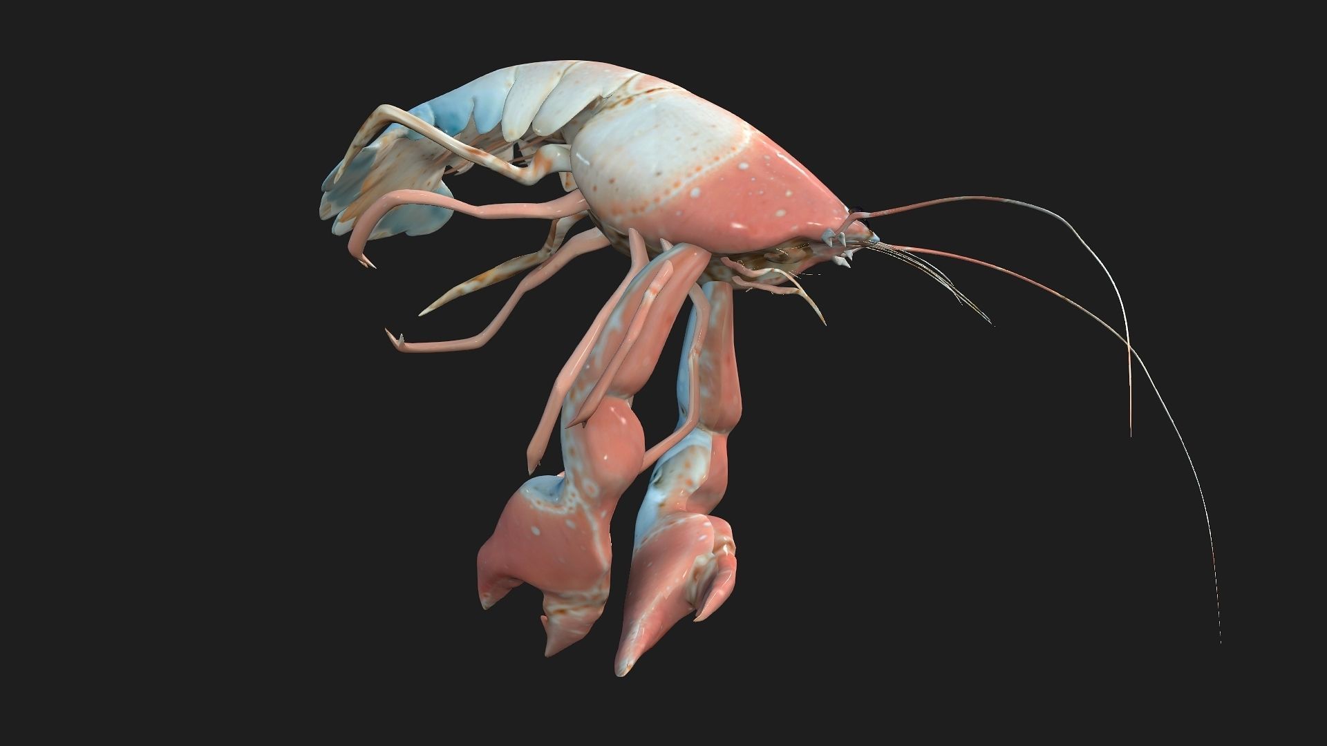 Lobster A3 3D model_12