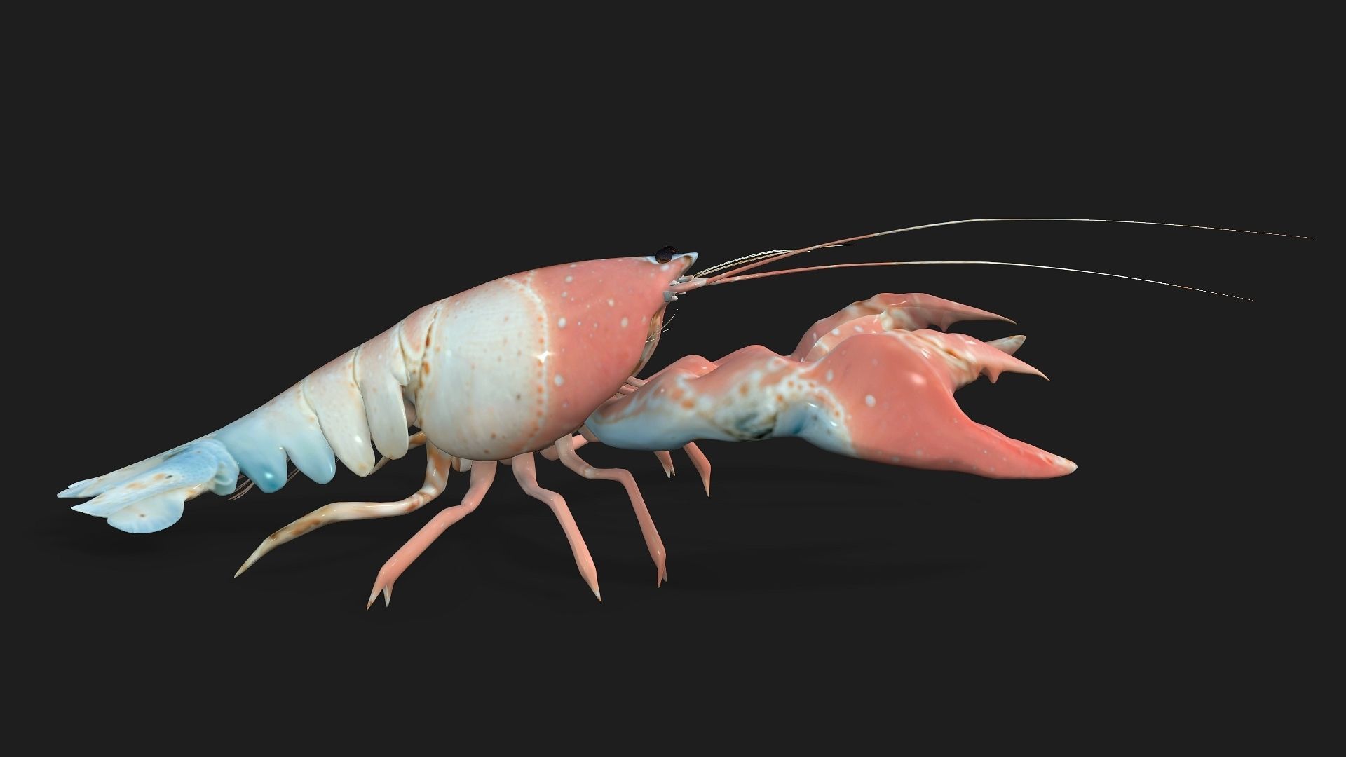 Lobster A3 3D model_6
