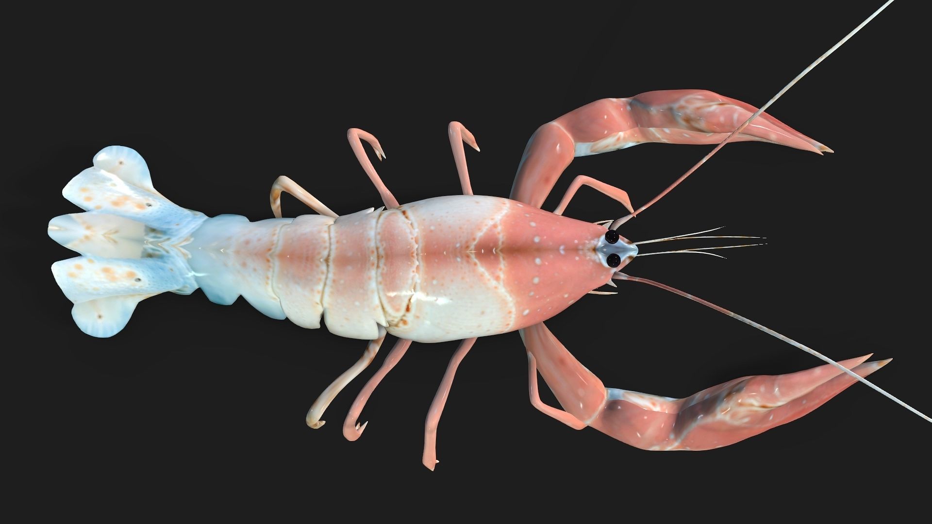 Lobster A3 3D model_5
