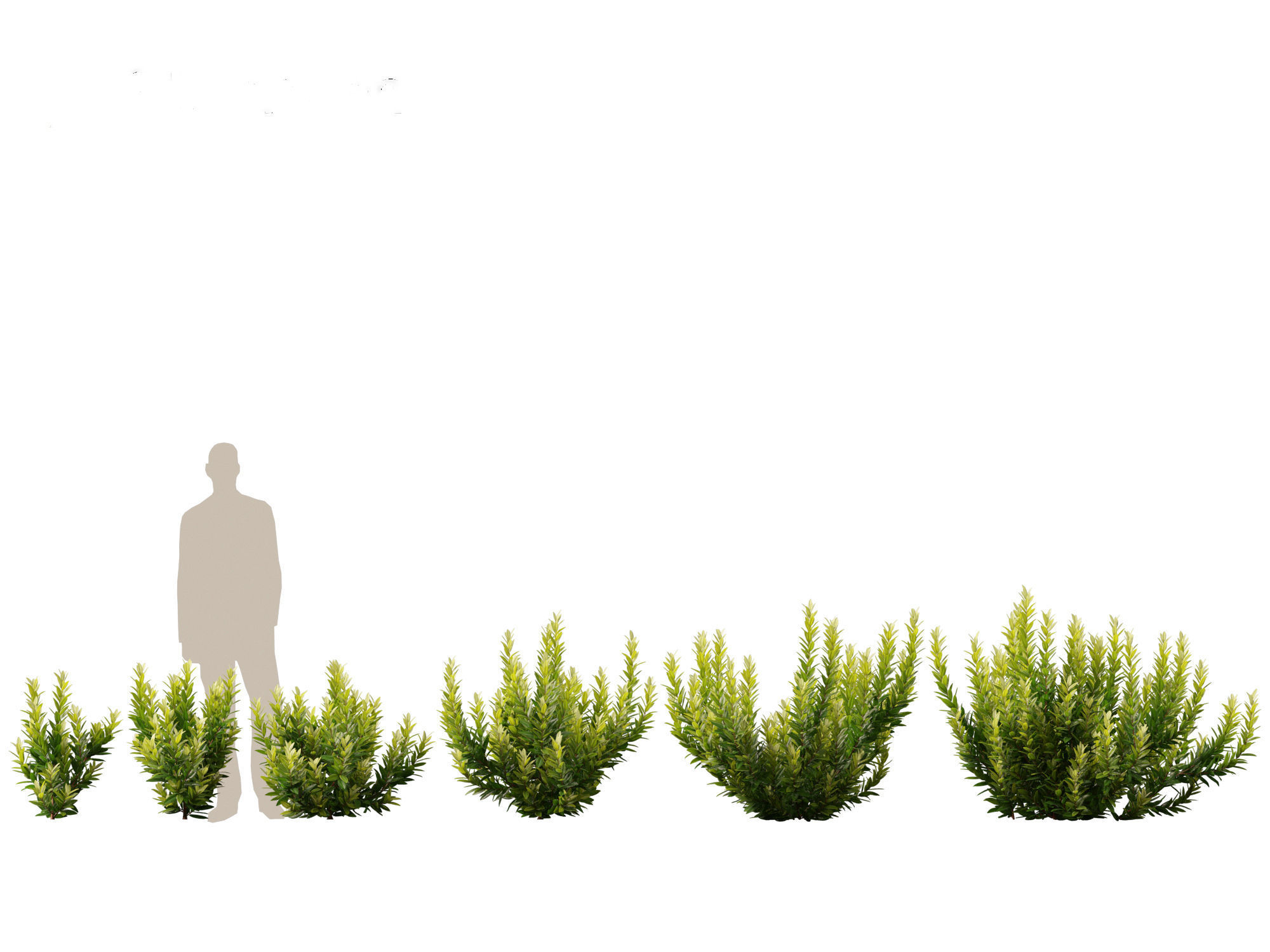 Illicium parviflorum Florida Sunshine 3D model_1