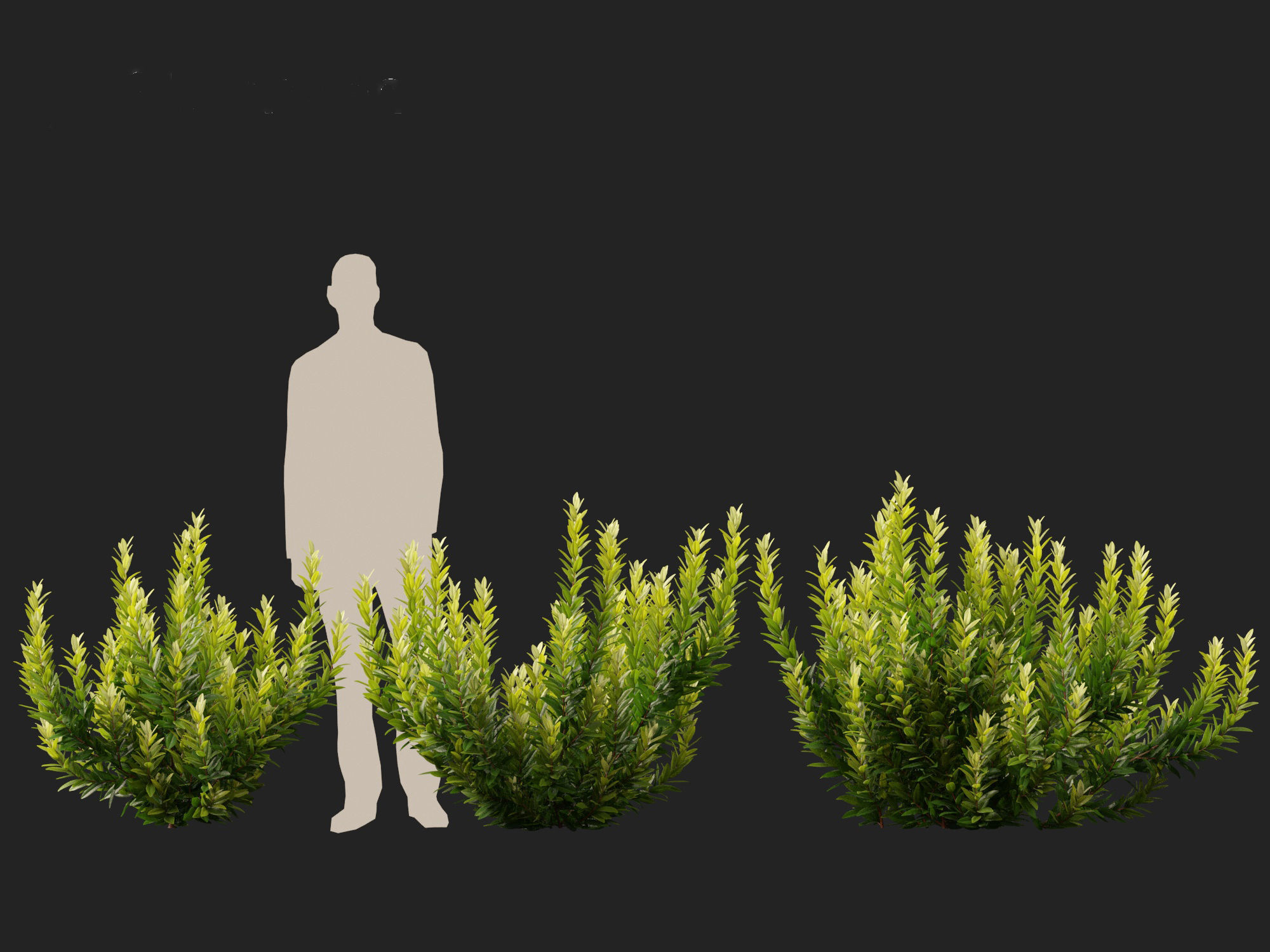 Illicium parviflorum Florida Sunshine 3D model_7