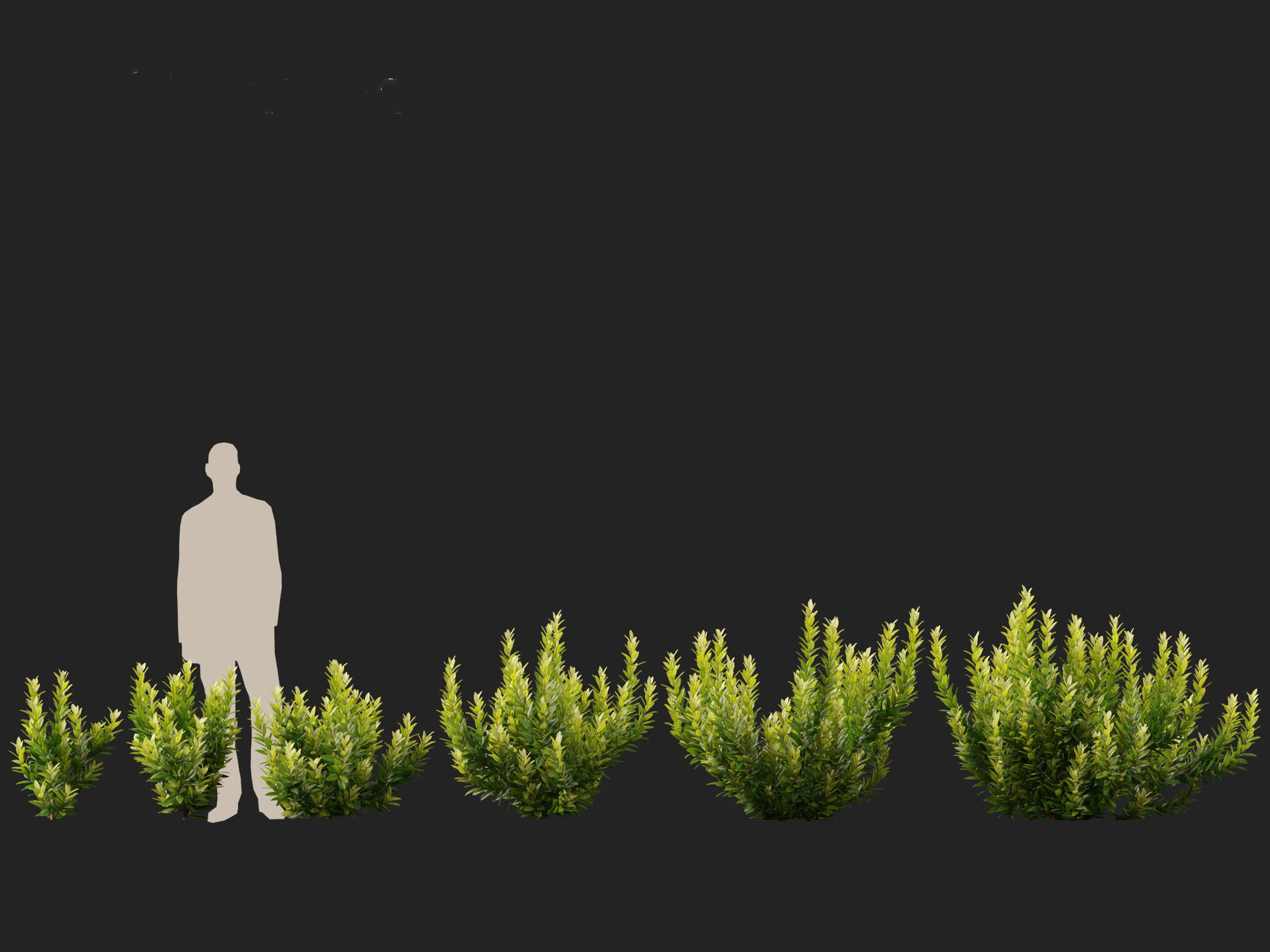 Illicium parviflorum Florida Sunshine 3D model_3